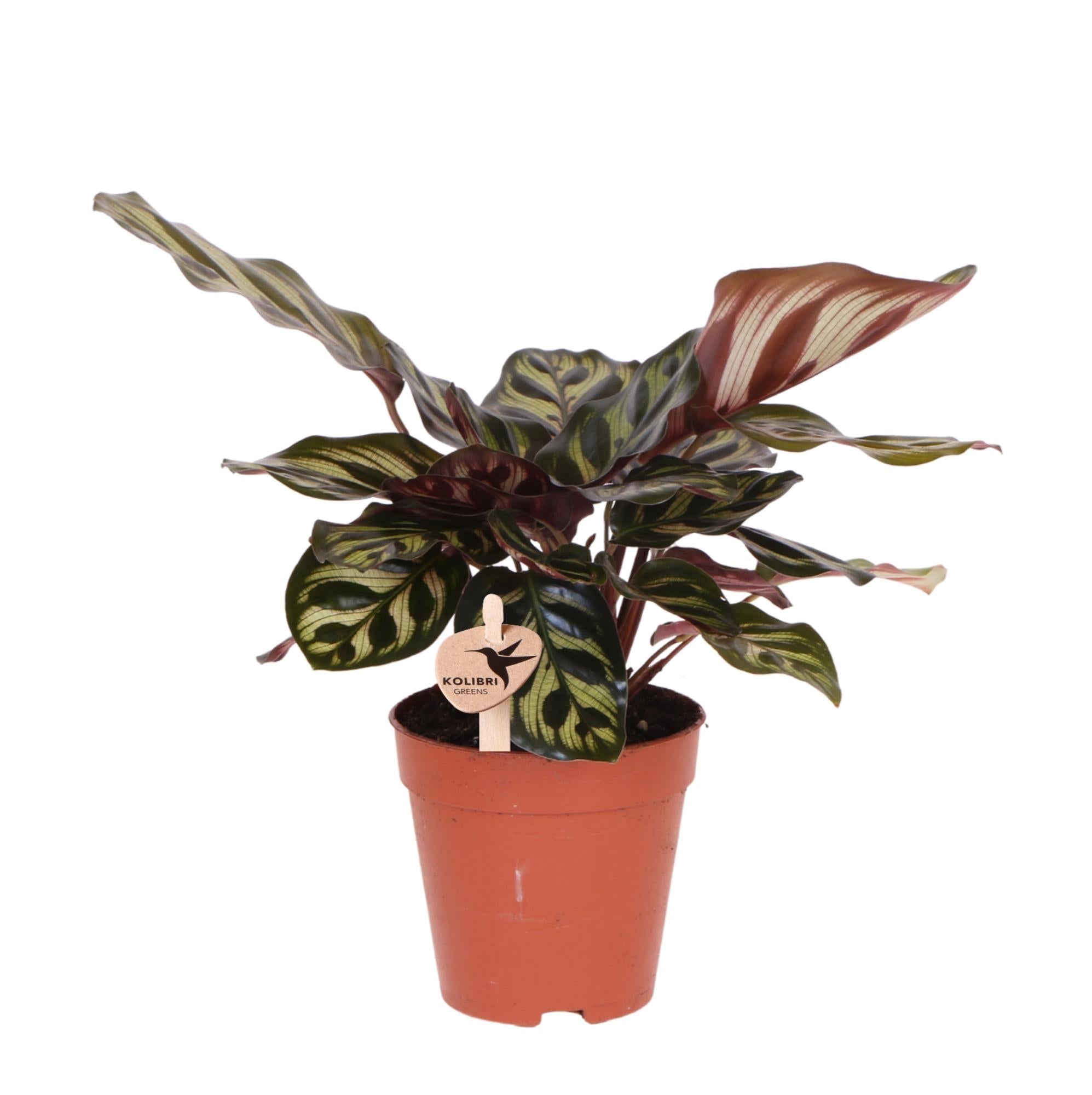 Calathea Makoyana | Compacte kamerplant Ø6cm of Ø9cm