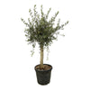 Olijfboom Olea Europaea Lorc | 180 cm - Ø40cm - Mediterrane uitstraling