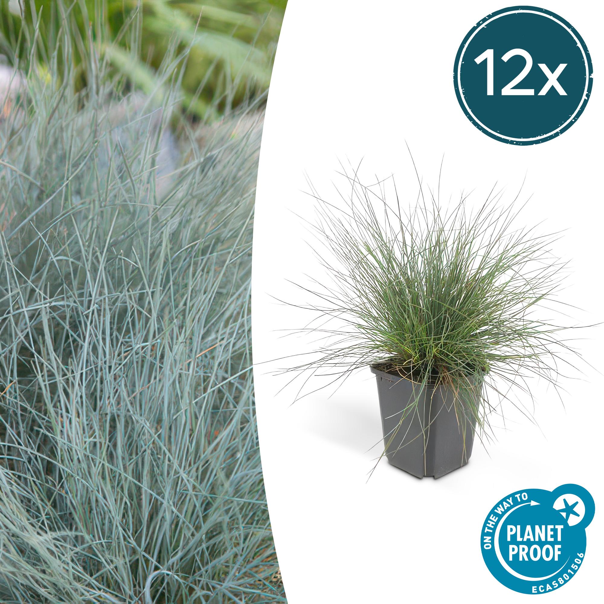 Festuca glauca 'Elijah Bleu' | Blauw siergras Ø9cm - ↕10-25cm