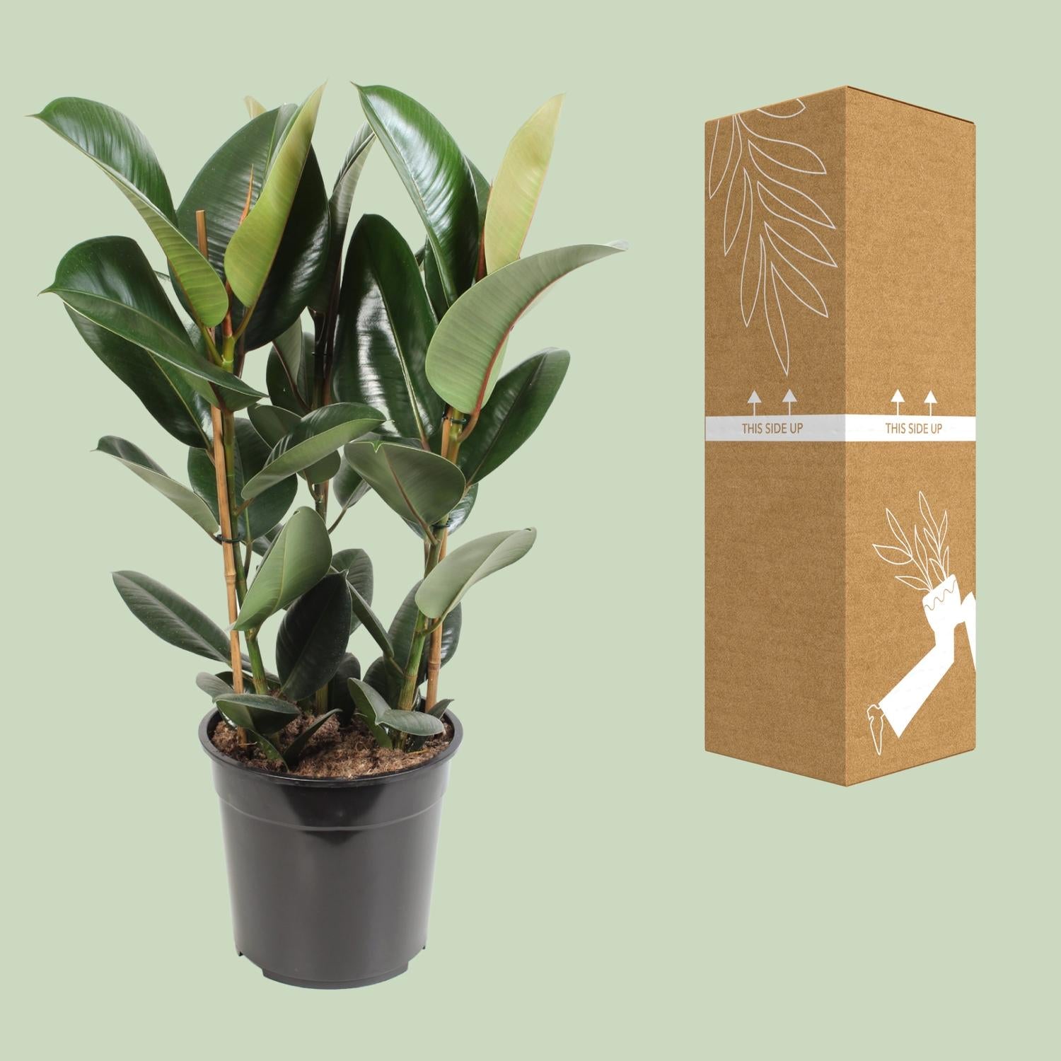 Ficus Elastica Robusta | 85 cm - Ø27 cm - Sterke & stijlvolle kamerplant