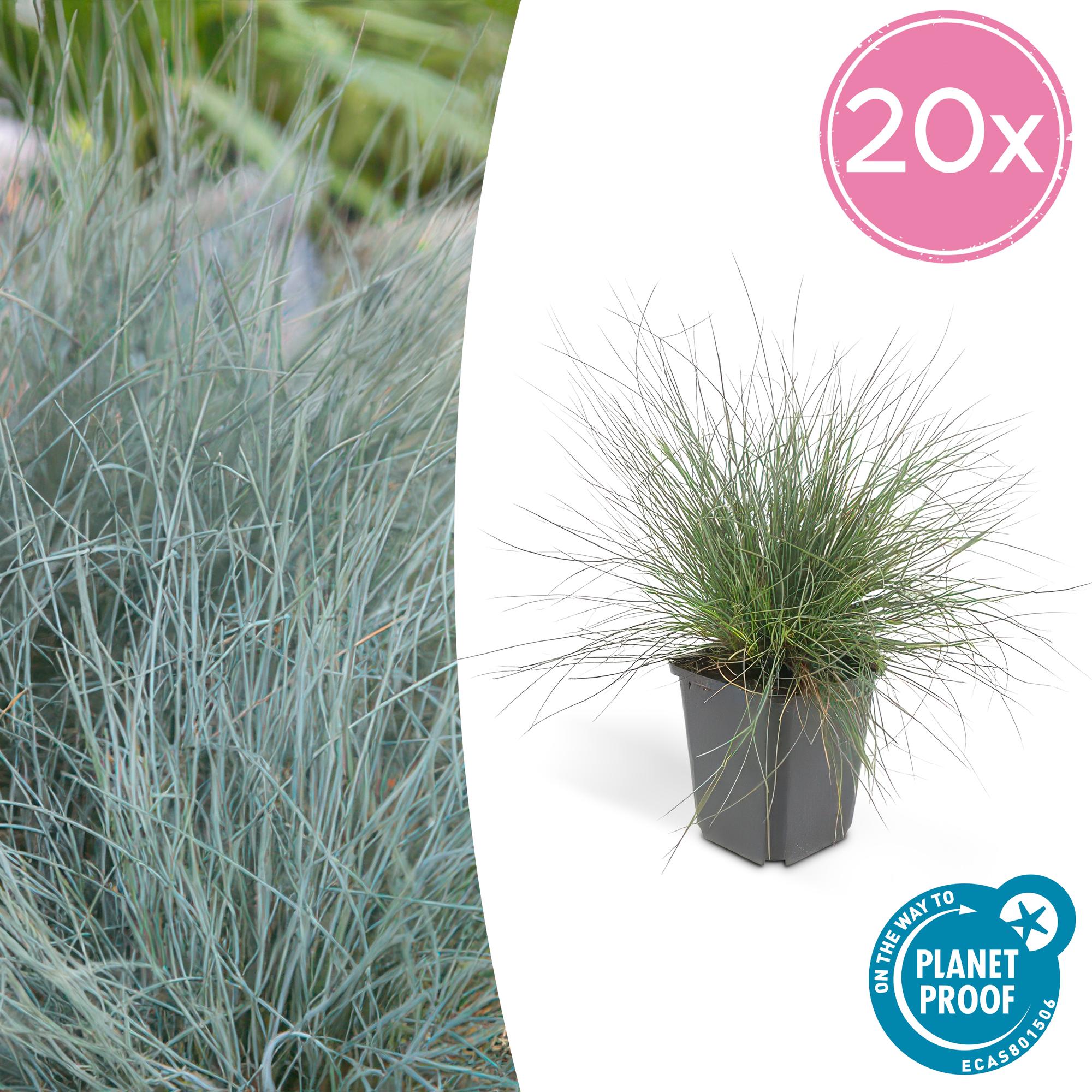 Festuca glauca 'Elijah Bleu' | Blauw siergras Ø9cm - ↕10-25cm