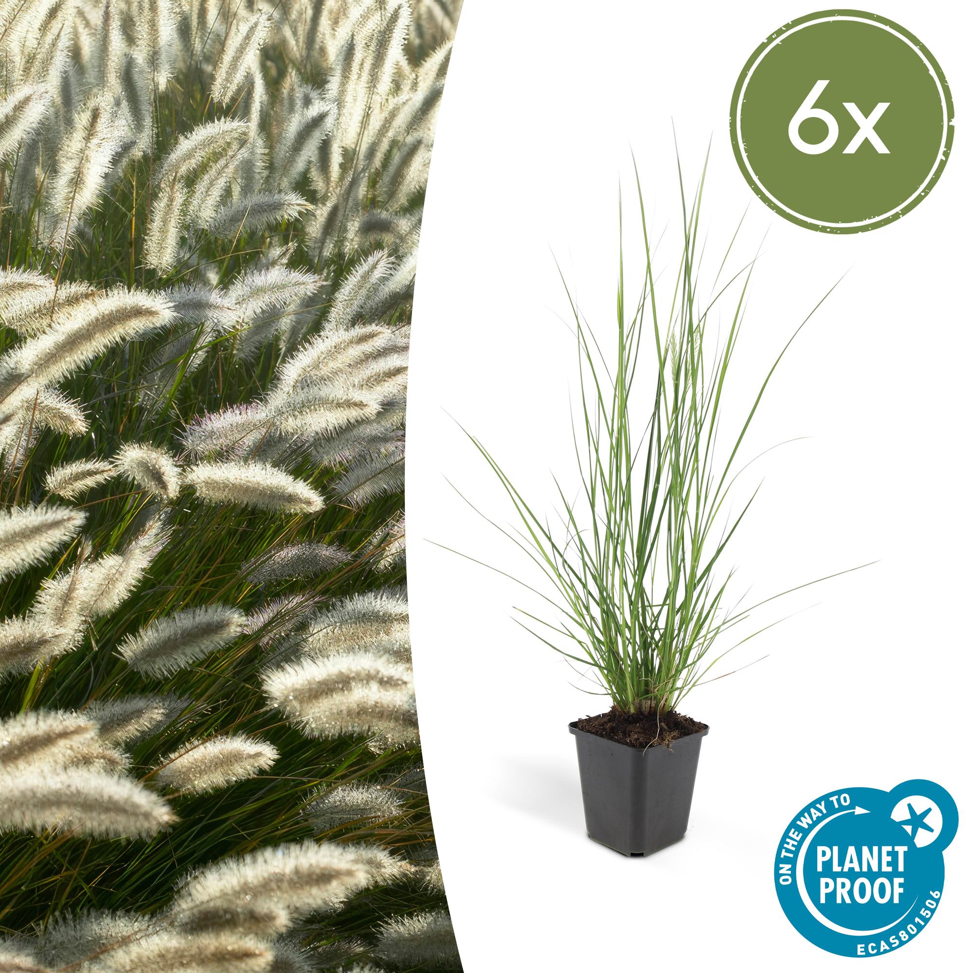 Pennisetum alopecuroides 'Hameln' | Diverse sets siergrassen - Ø 9 cm - ↕ 10-25 cm