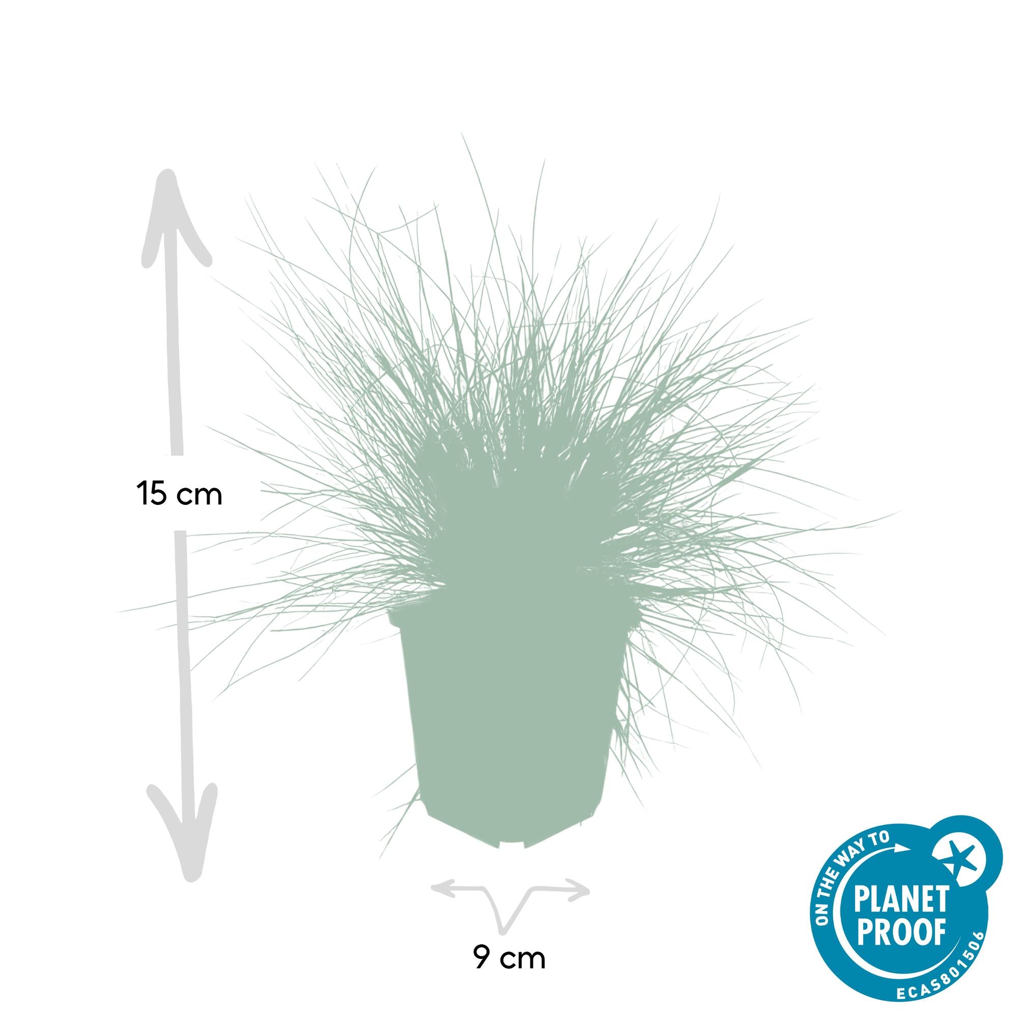 Festuca glauca 'Elijah Bleu' | Blauw siergras Ø9cm - ↕10-25cm