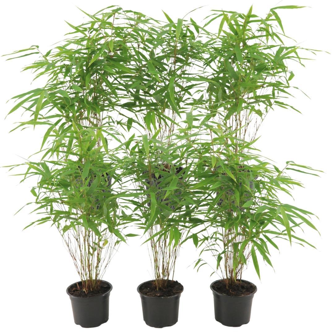Bamboe | set van 6x Fargesia Rufa - Compacte, niet-woekerende bamboe