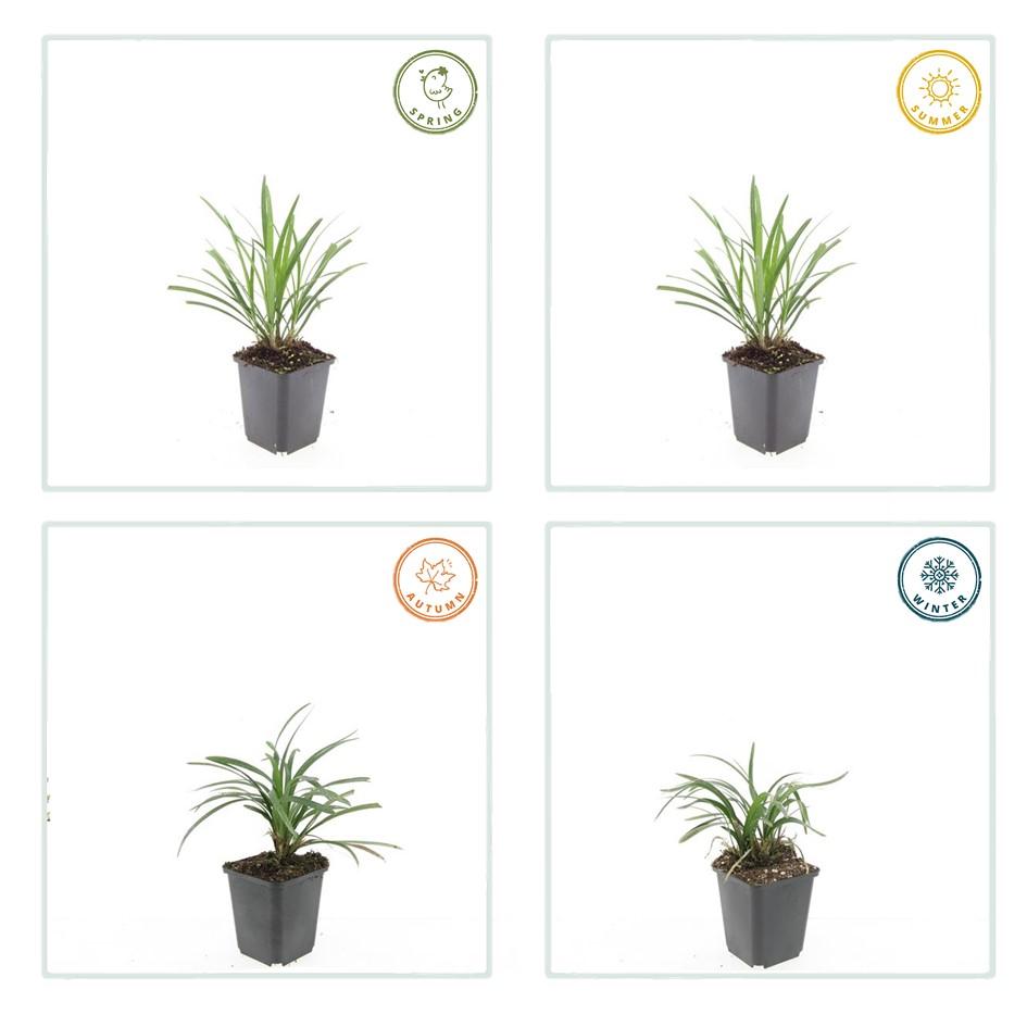 Liriope muscari 'Ingwersen' | Wintergroene bodembedekker Ø9cm - ↕10-25cm