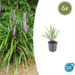 Liriope muscari 'Ingwersen' | Wintergroene bodembedekker Ø9cm - ↕10-25cm