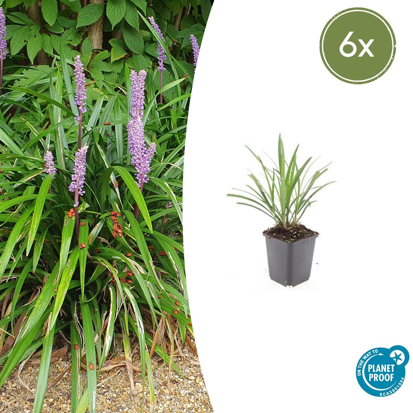 Liriope muscari 'Ingwersen' | Wintergroene bodembedekker Ø9cm - ↕10-25cm