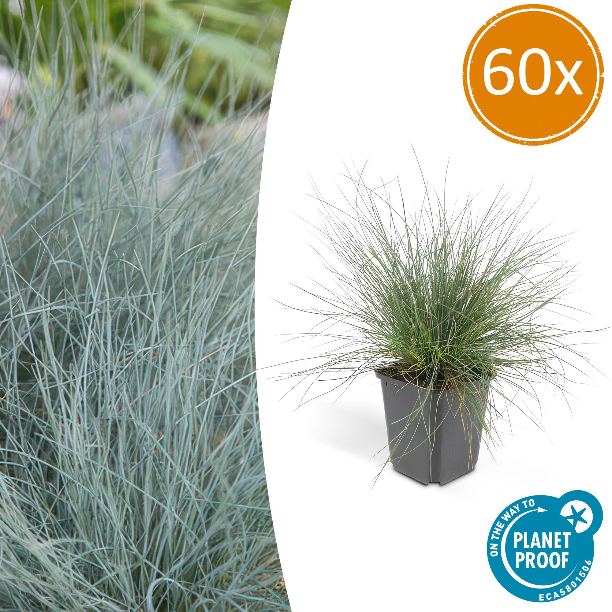 Festuca glauca 'Elijah Bleu' | Blauw siergras Ø9cm - ↕10-25cm