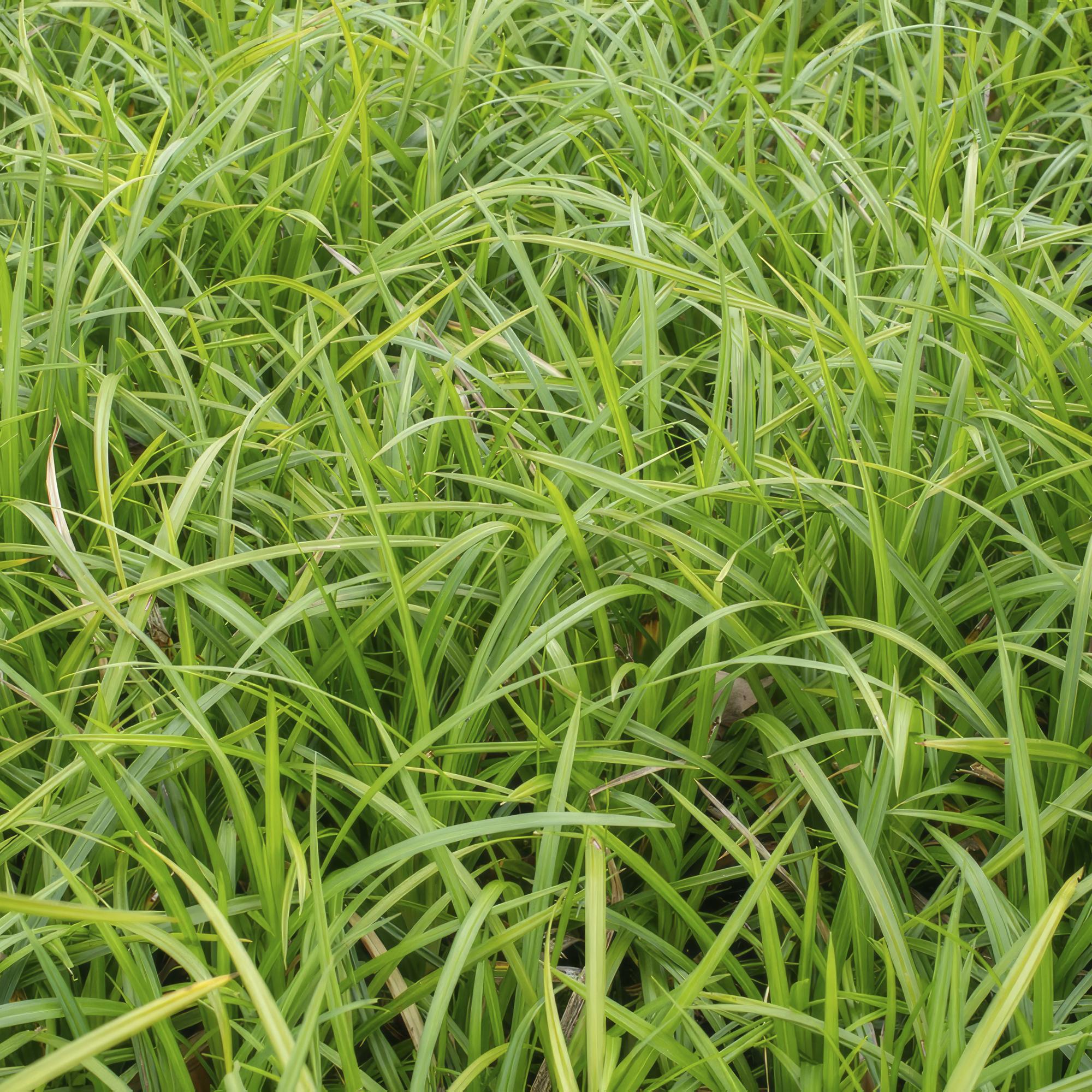 Carex morrowii 'Irish Green' | Wintergroen siergras Ø9cm - ↕10-25cm