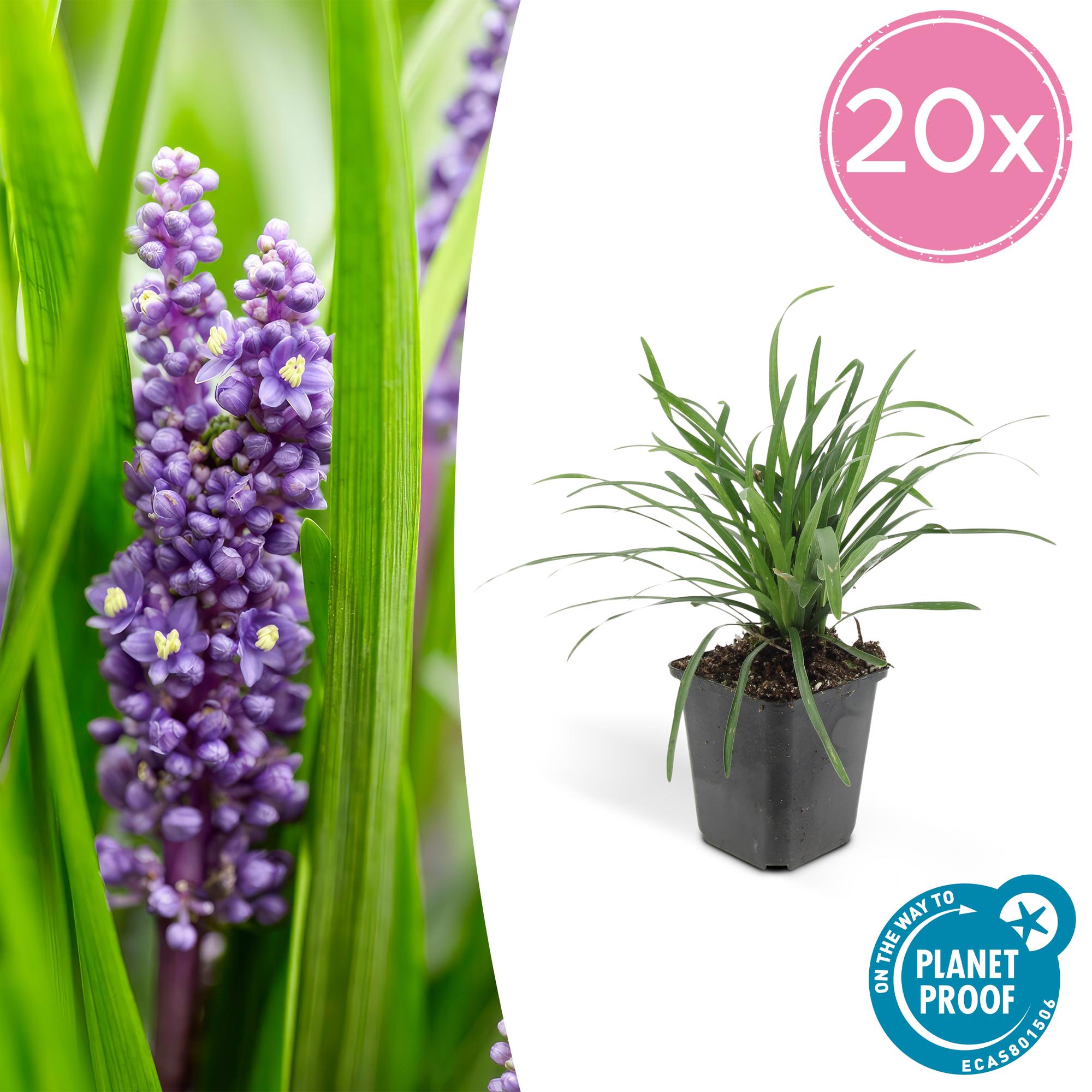 Liriope muscari 'Big Blue' | Sterke bodembedekker Ø9cm - ↕10-25cm