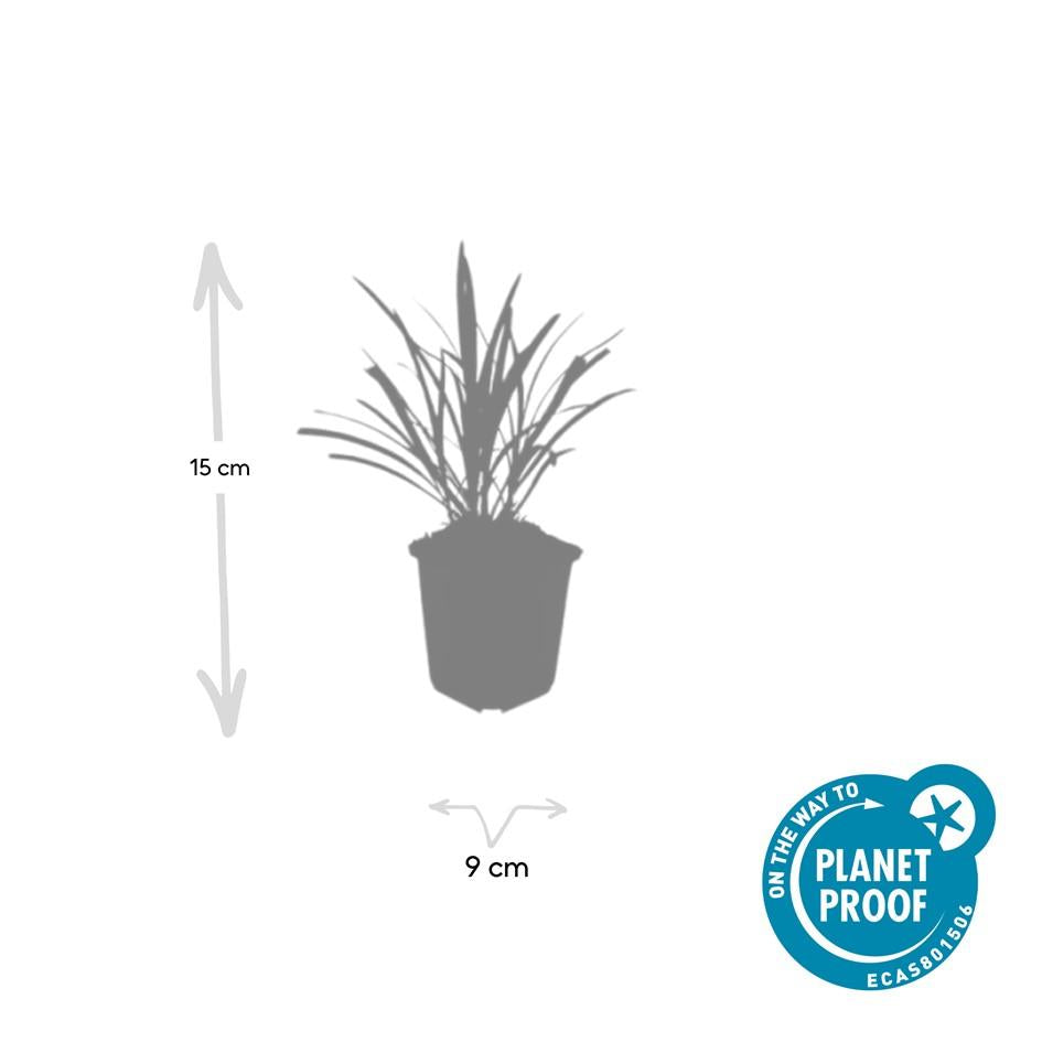 Liriope muscari 'Ingwersen' | Wintergroene bodembedekker Ø9cm - ↕10-25cm