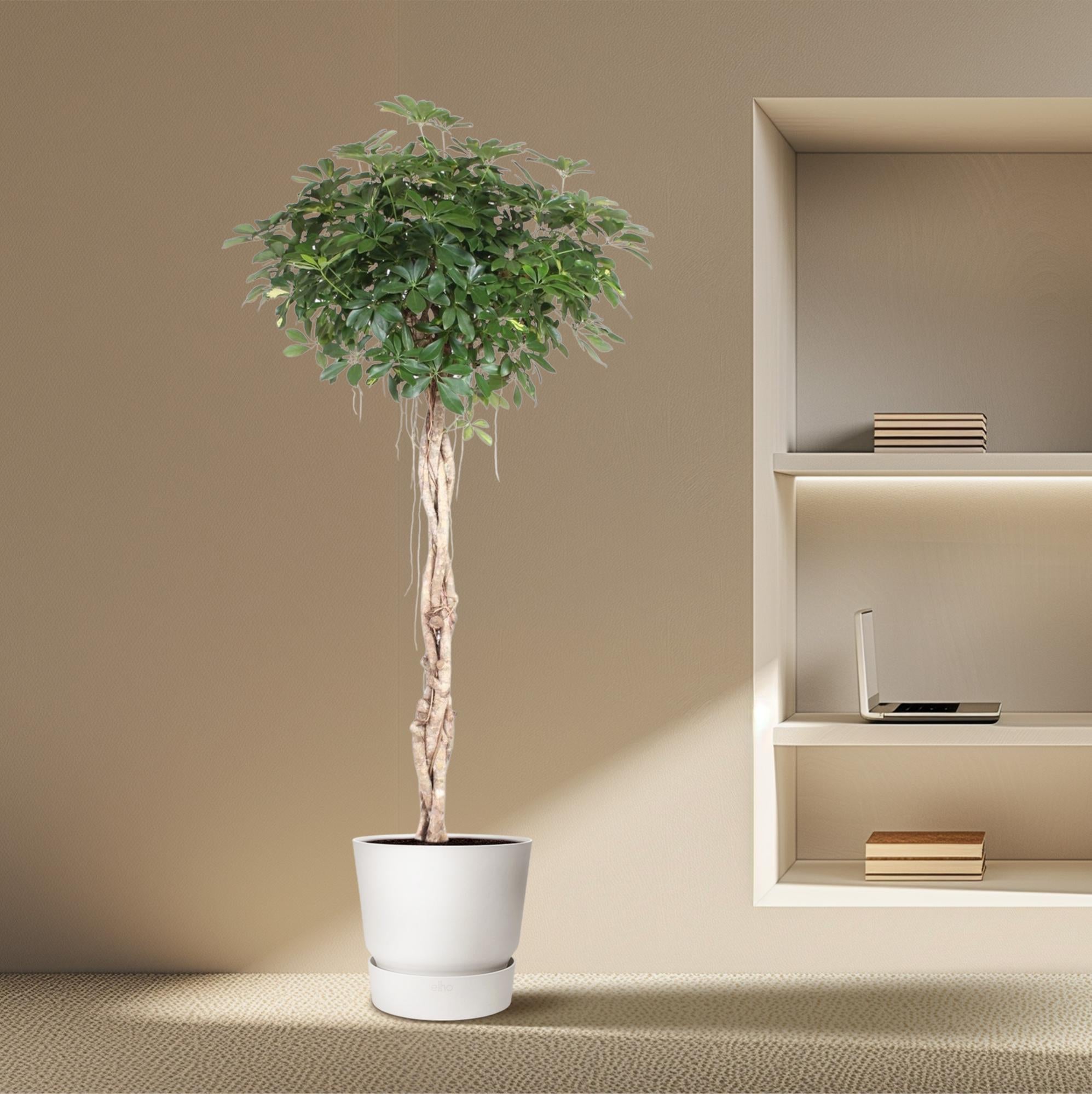 Schefflera Arboricola | Compacta gevlochten stam - 200 cm - Ø50 cm