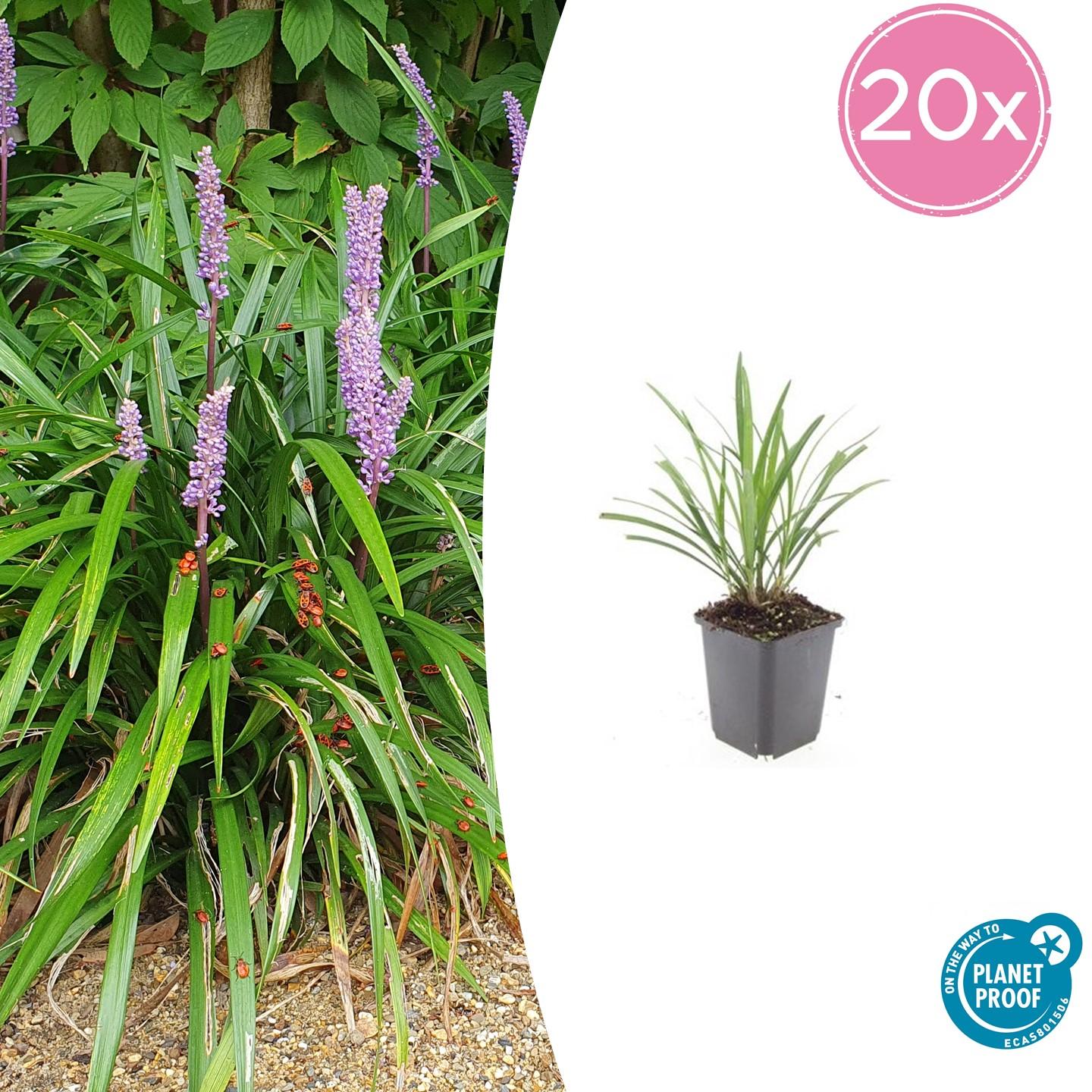 Liriope muscari 'Ingwersen' | Wintergroene bodembedekker Ø9cm - ↕10-25cm