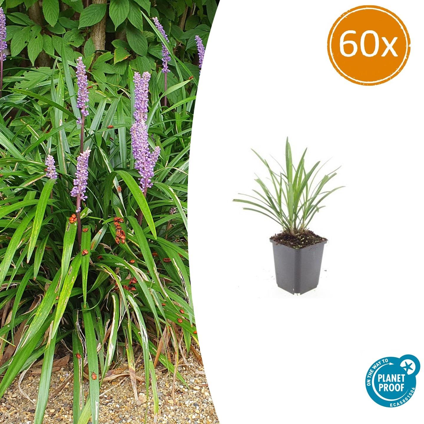 Liriope muscari 'Ingwersen' | Wintergroene bodembedekker Ø9cm - ↕10-25cm