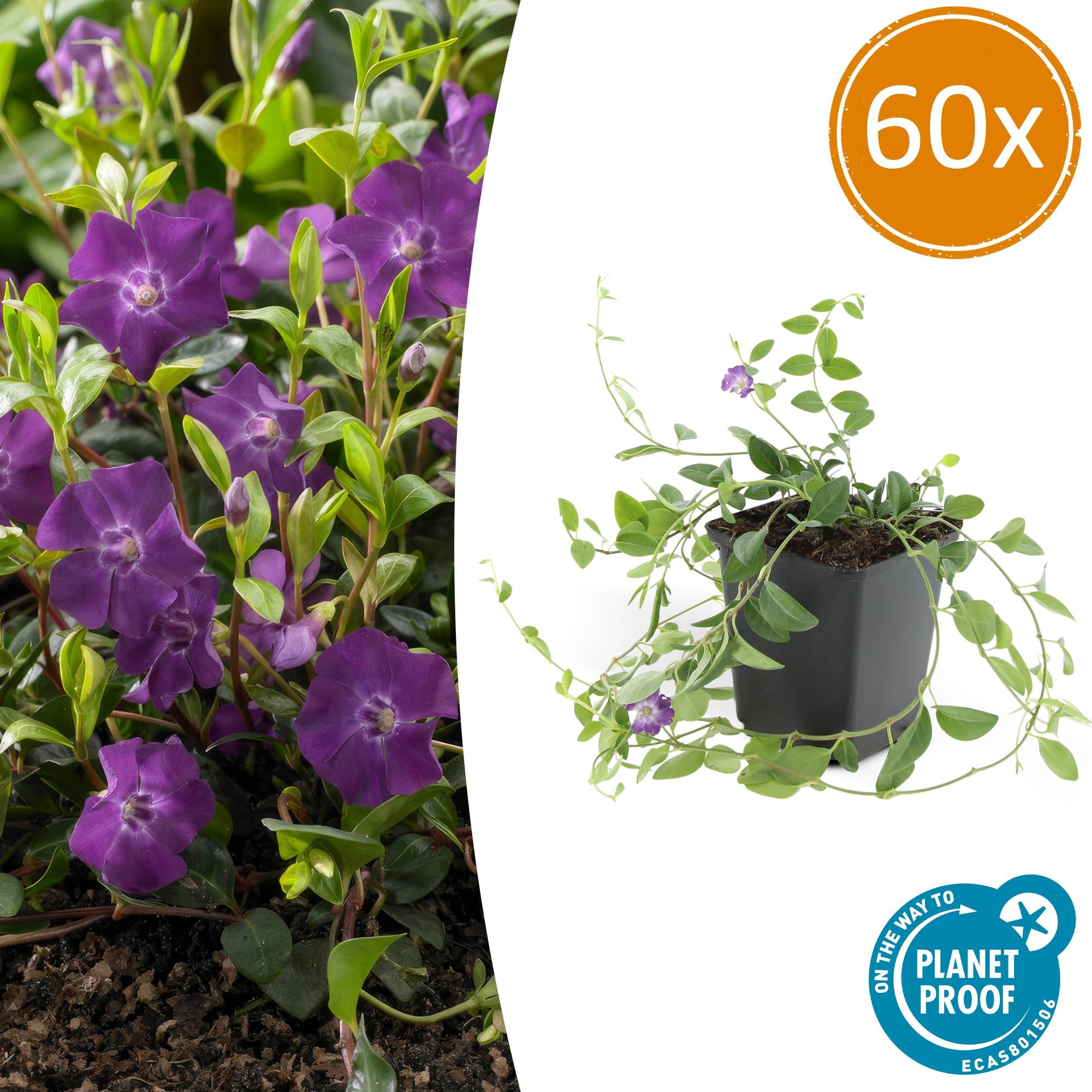 Vinca minor 'Atropurpurea' | Bodembedekker met Paarse Bloemen
