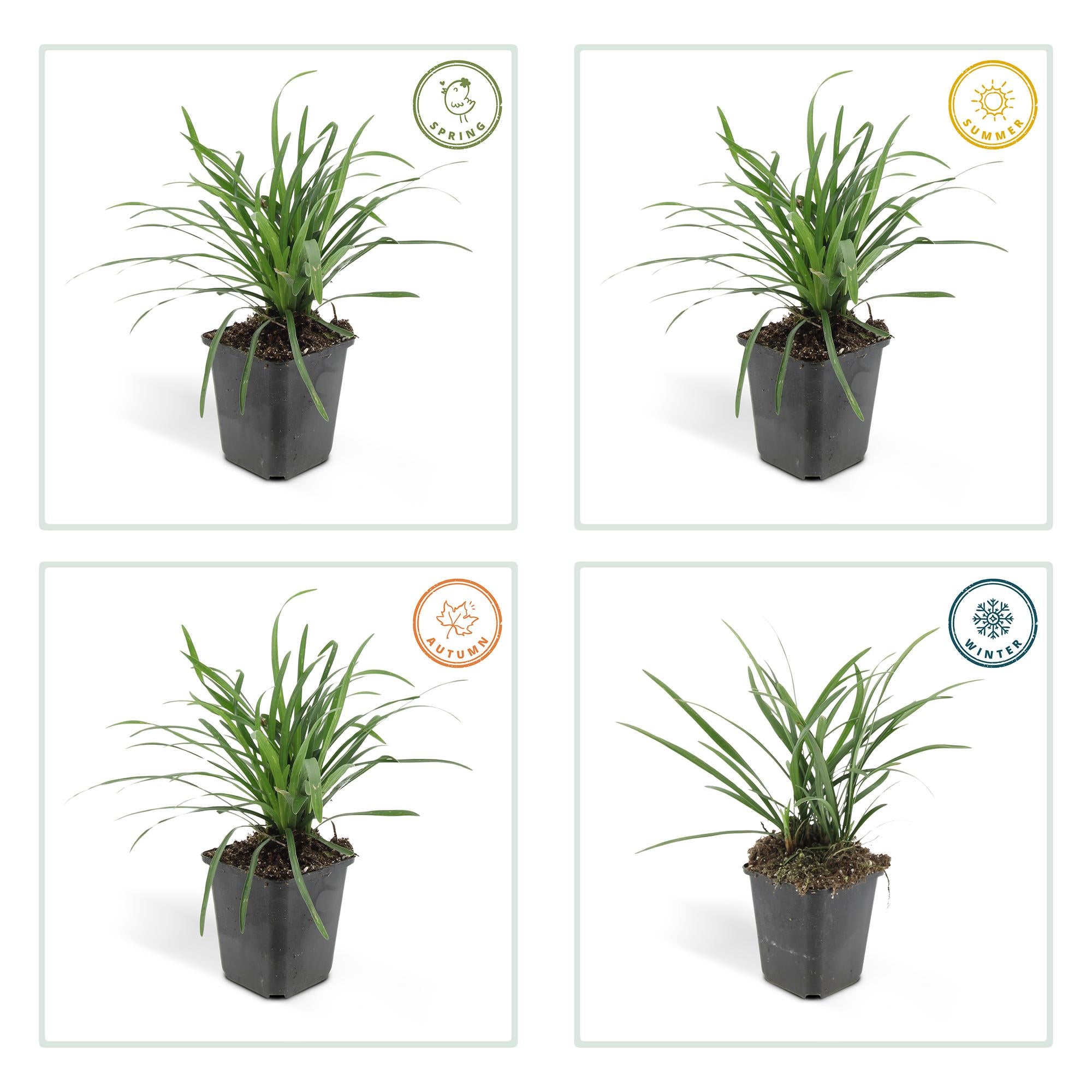 Liriope muscari 'Big Blue' | Sterke bodembedekker Ø9cm - ↕10-25cm