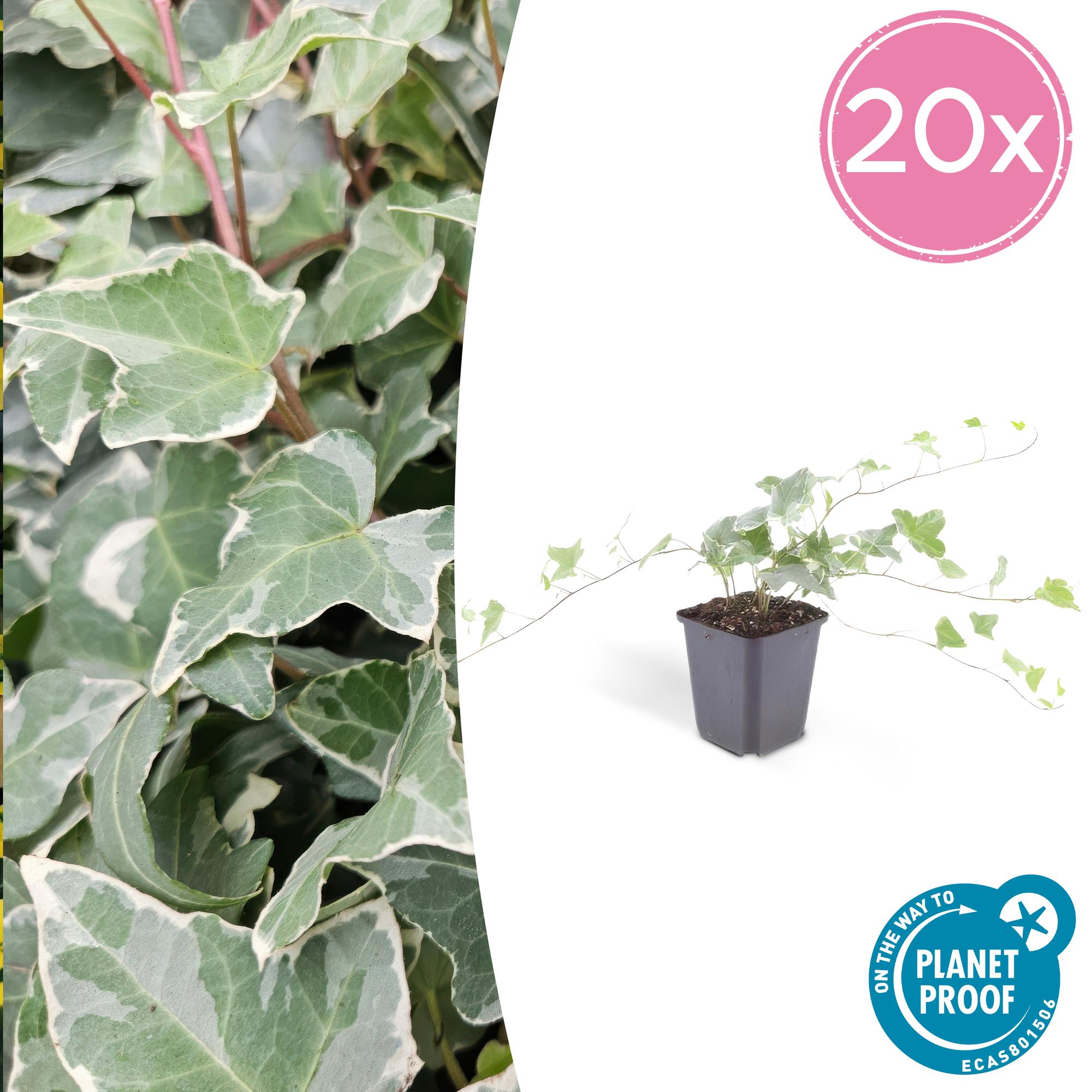 Hedera helix 'Glacier' | Bonte klimop – Ø9 cm – ↕10-25 cm
