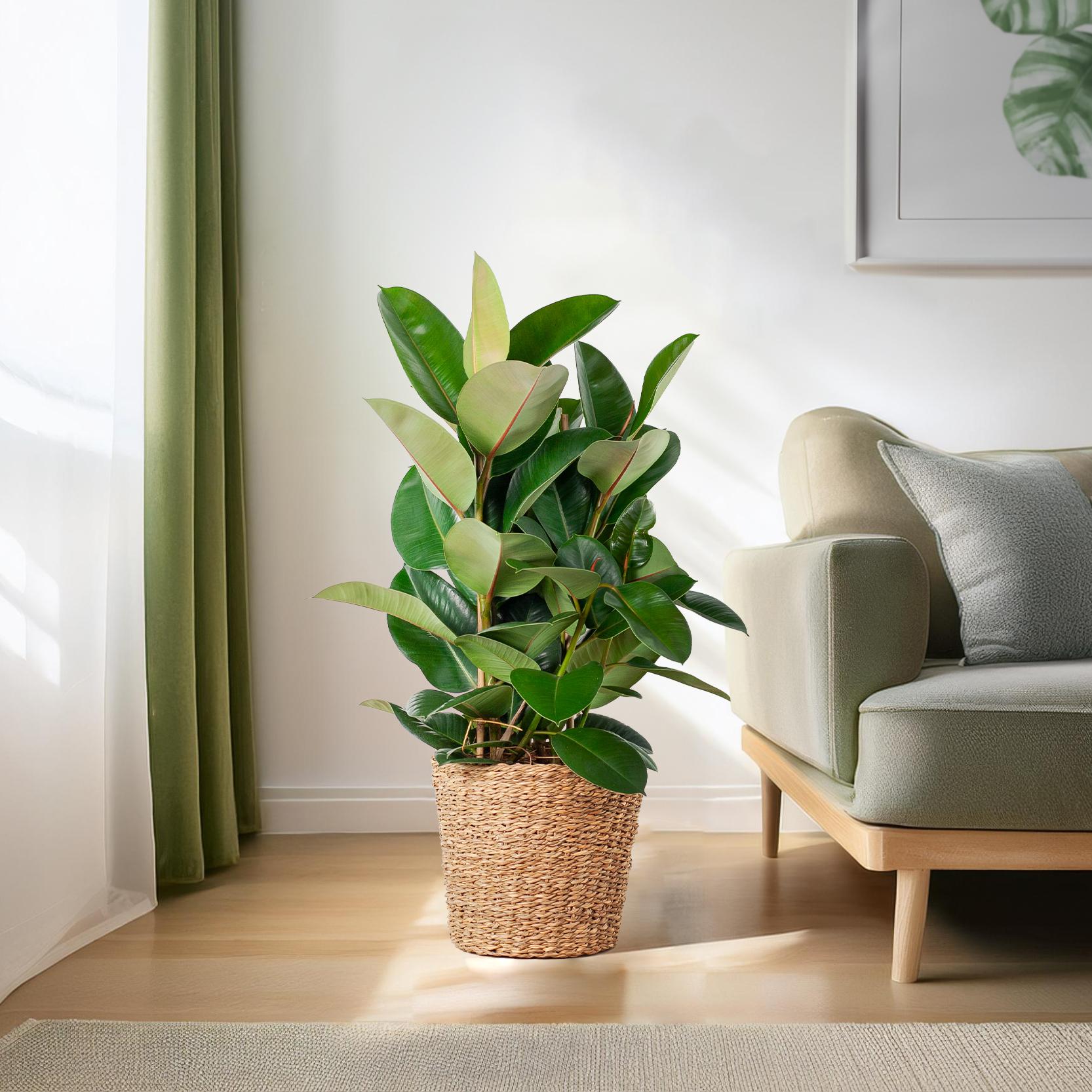 Ficus Elastica Robusta | XL met mand Torun - 90cm - Ø27