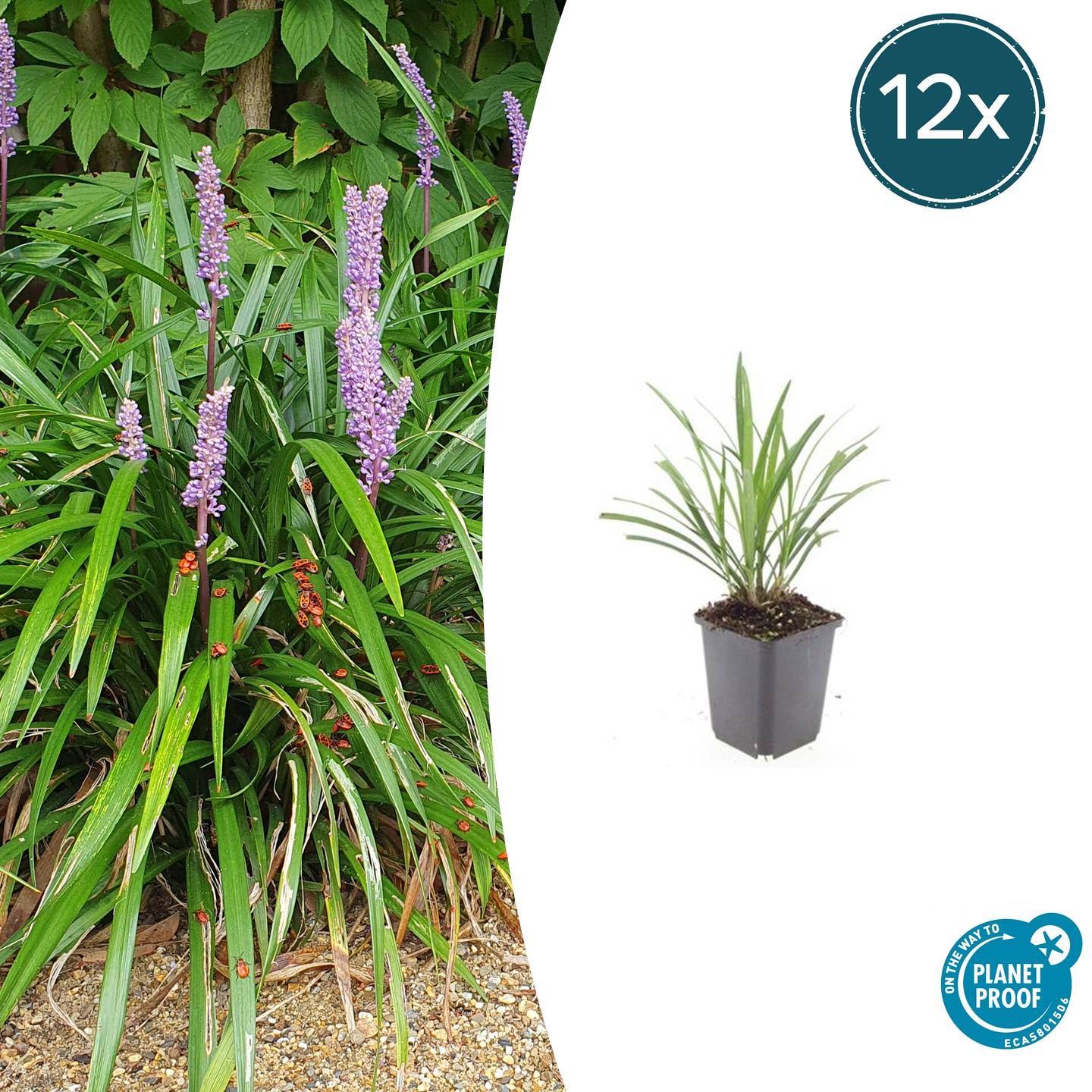 Liriope muscari 'Ingwersen' | Wintergroene bodembedekker Ø9cm - ↕10-25cm