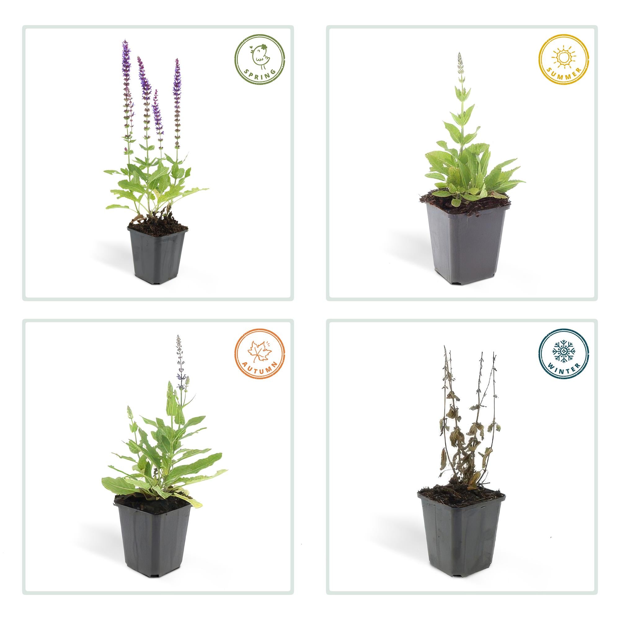 Salvia nemorosa 'Ostfriesland' | Paarse vaste borderplant – Ø9 cm – ↕10-25 cm