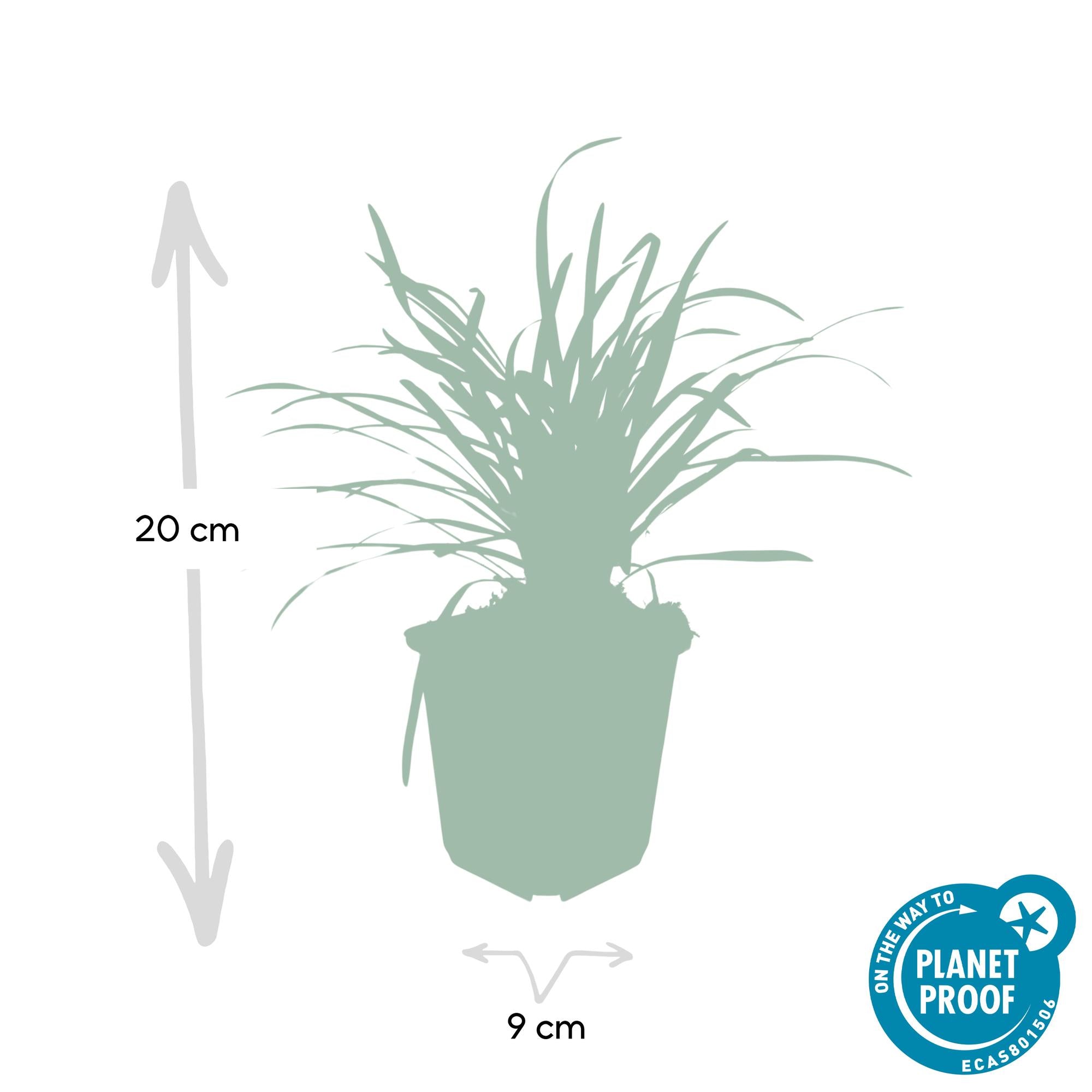 Liriope muscari 'Big Blue' | Sterke bodembedekker Ø9cm - ↕10-25cm