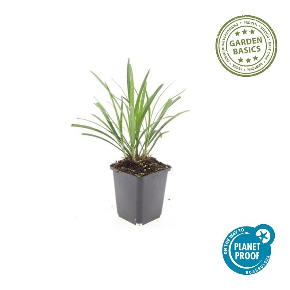 Liriope muscari 'Ingwersen' | Wintergroene bodembedekker Ø9cm - ↕10-25cm
