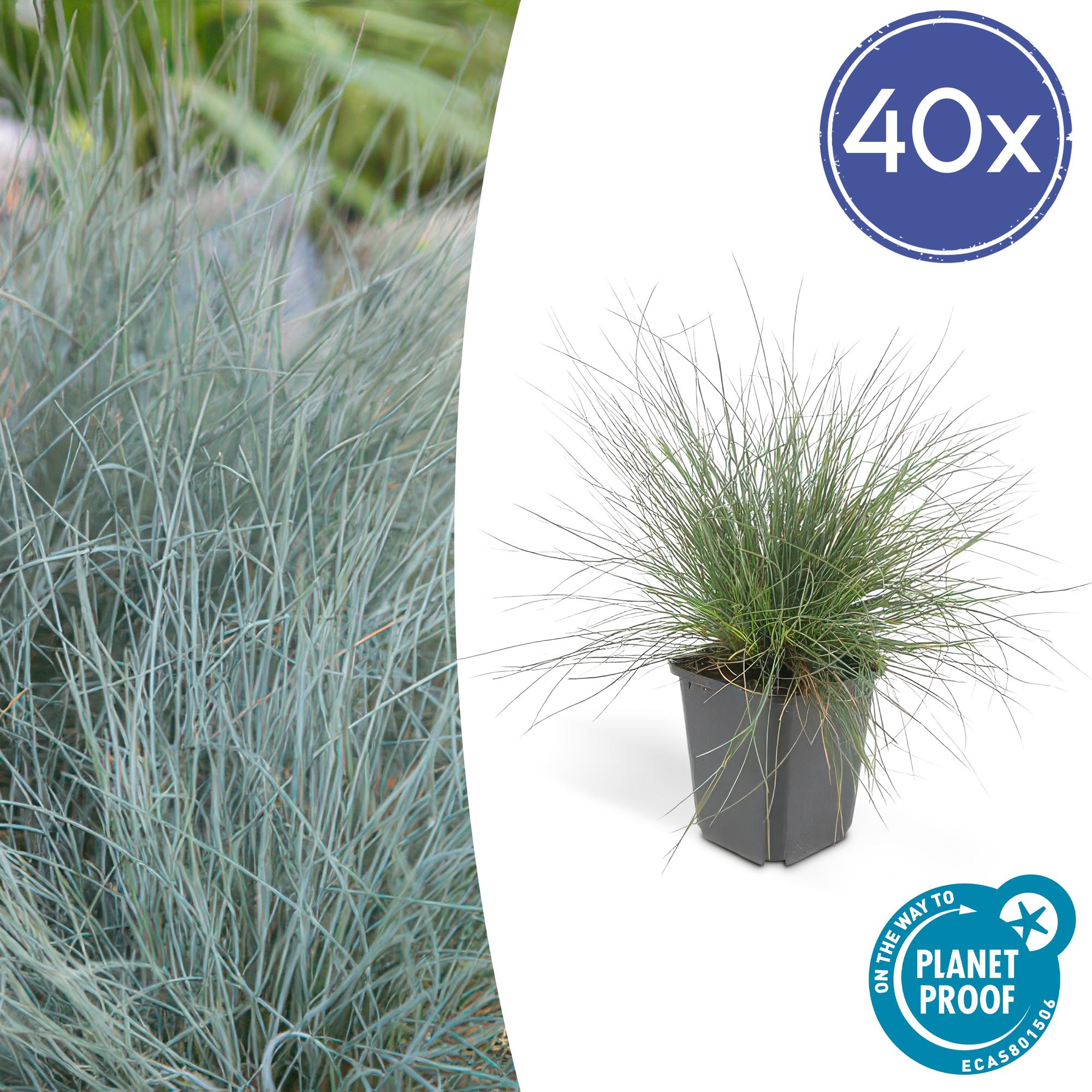 Festuca glauca 'Elijah Bleu' | Blauw siergras Ø9cm - ↕10-25cm