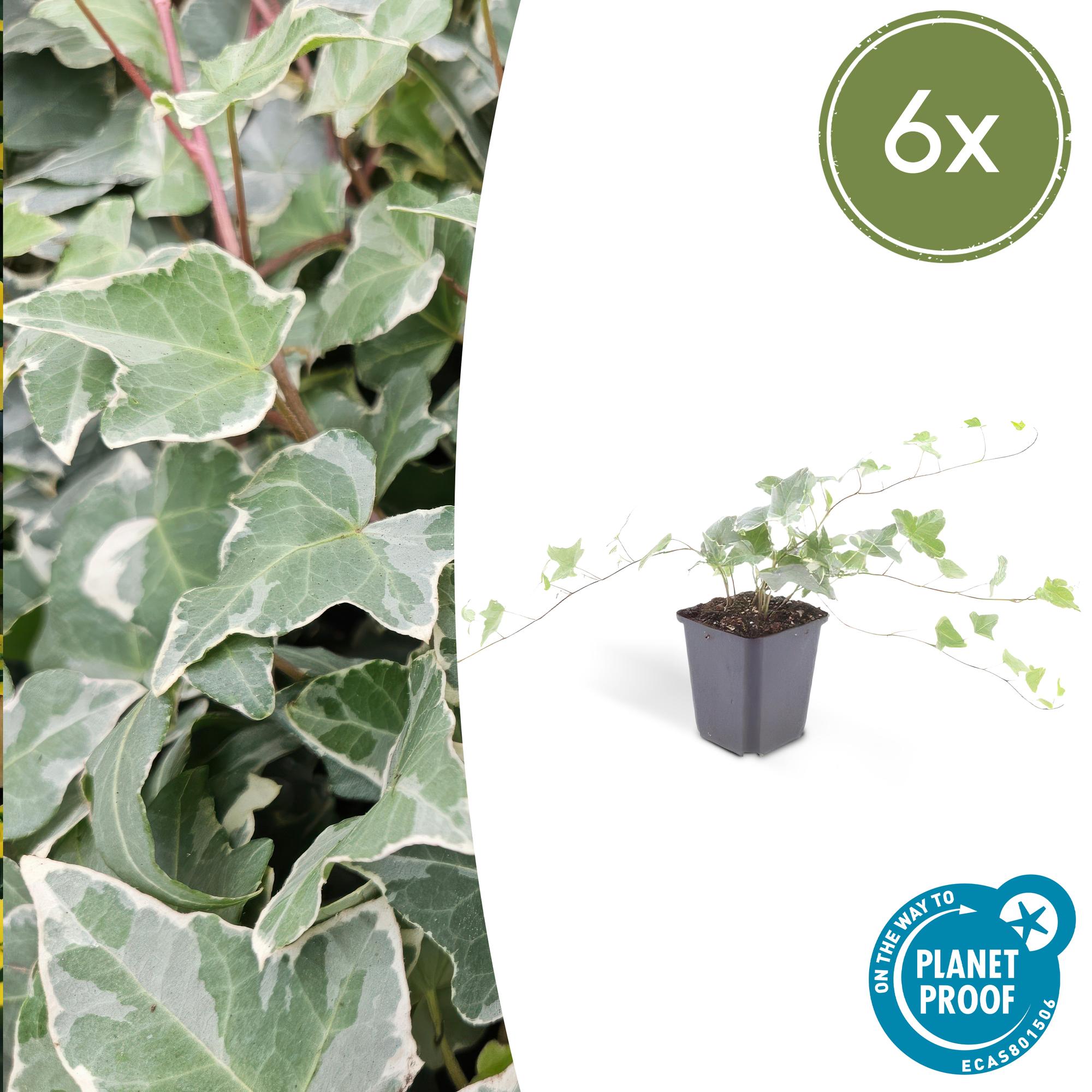 Hedera helix 'Glacier' | Bonte klimop – Ø9 cm – ↕10-25 cm