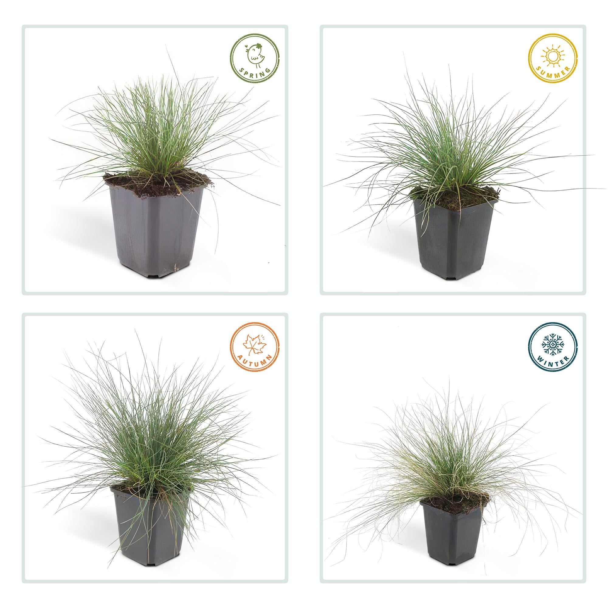 Festuca glauca 'Elijah Bleu' | Blauw siergras Ø9cm - ↕10-25cm