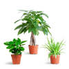 Diervriendelijke Planten | klein zonder sierpot