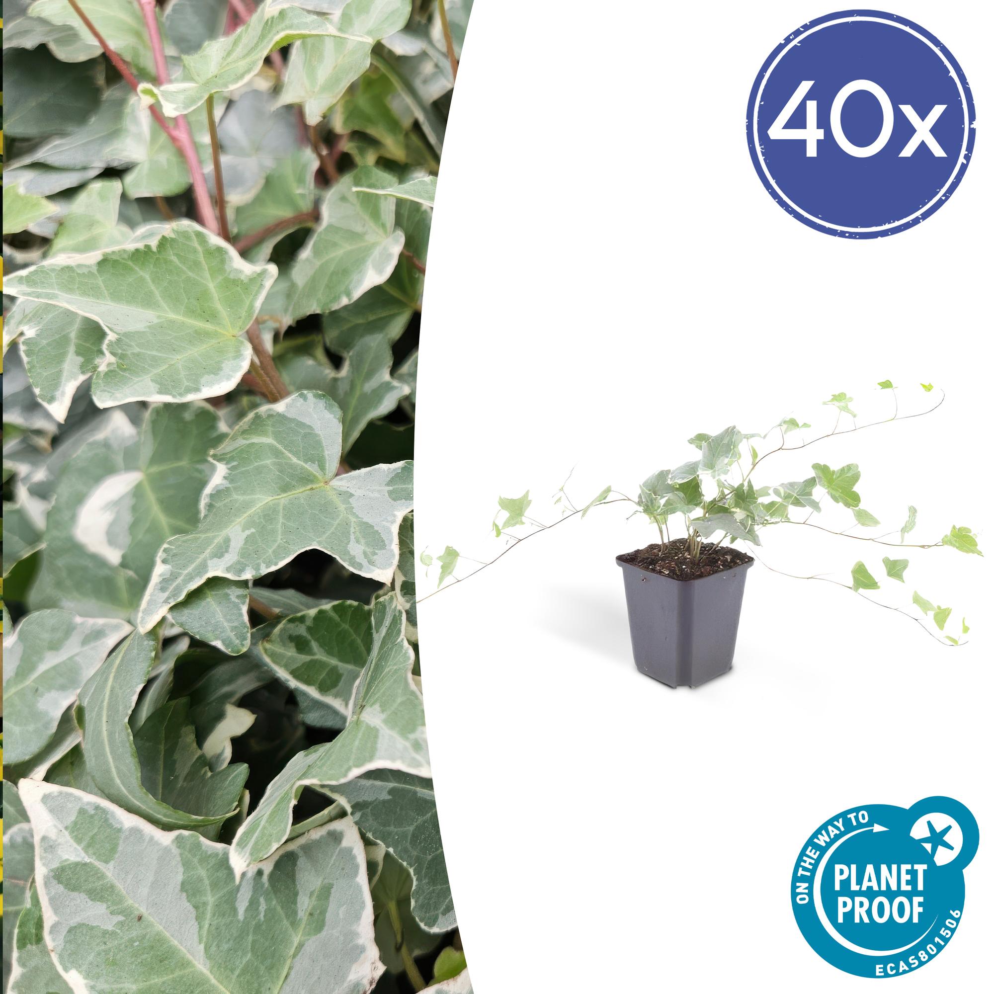 Hedera helix 'Glacier' | Bonte klimop – Ø9 cm – ↕10-25 cm