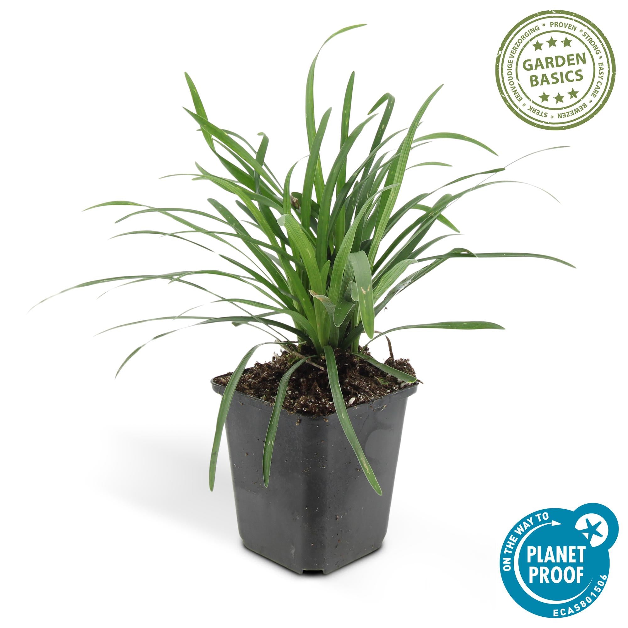 Liriope muscari 'Big Blue' | Sterke bodembedekker Ø9cm - ↕10-25cm
