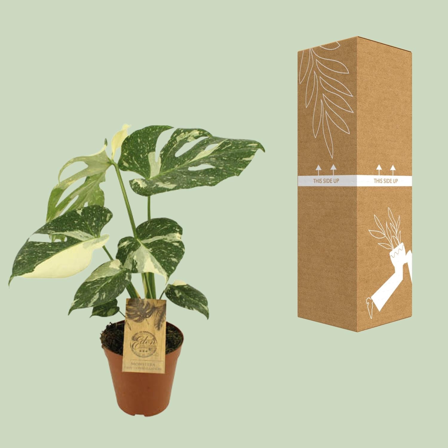 Monstera Thai Constellation | Ø15cm - 50cm hoog