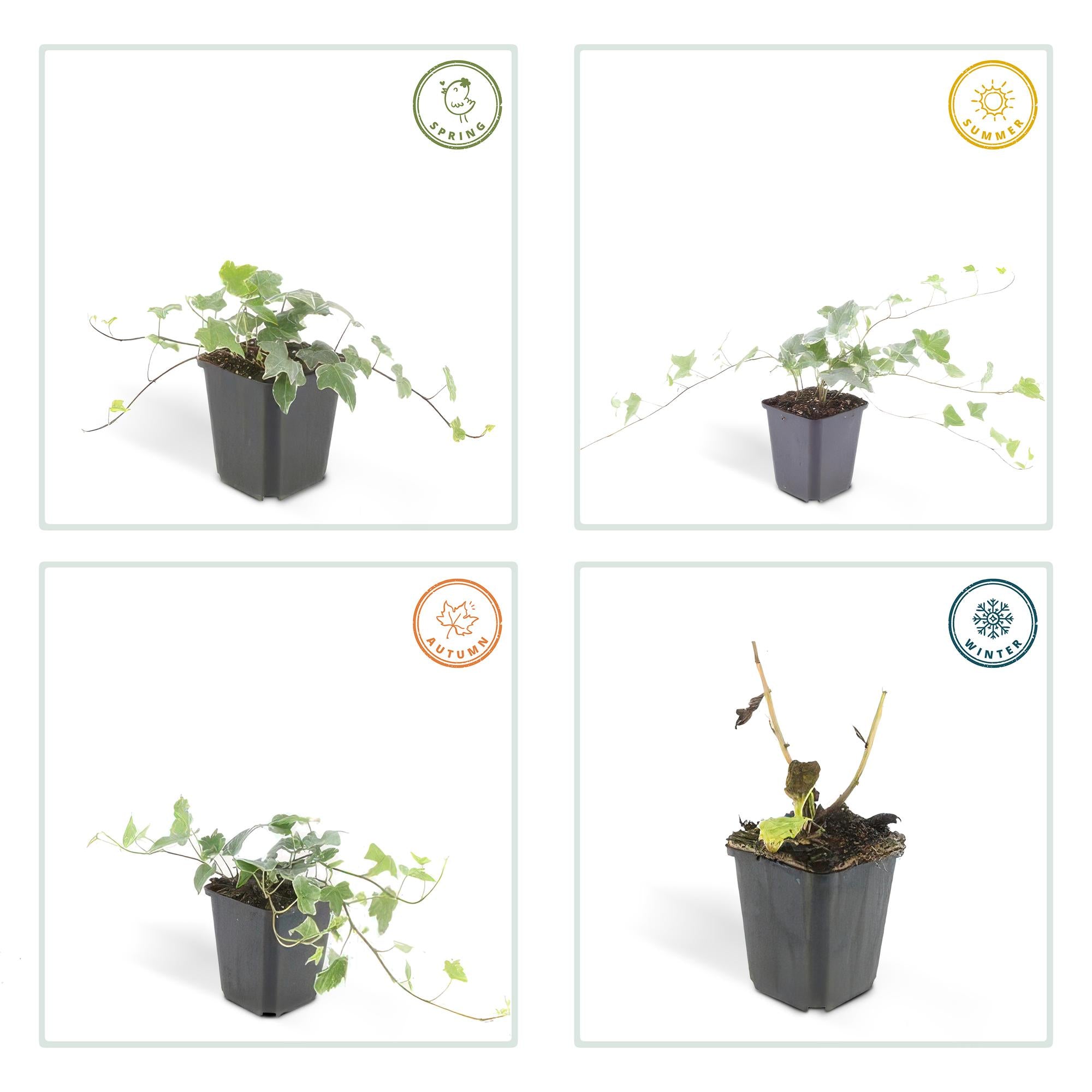 Hedera helix 'Glacier' | Bonte klimop – Ø9 cm – ↕10-25 cm
