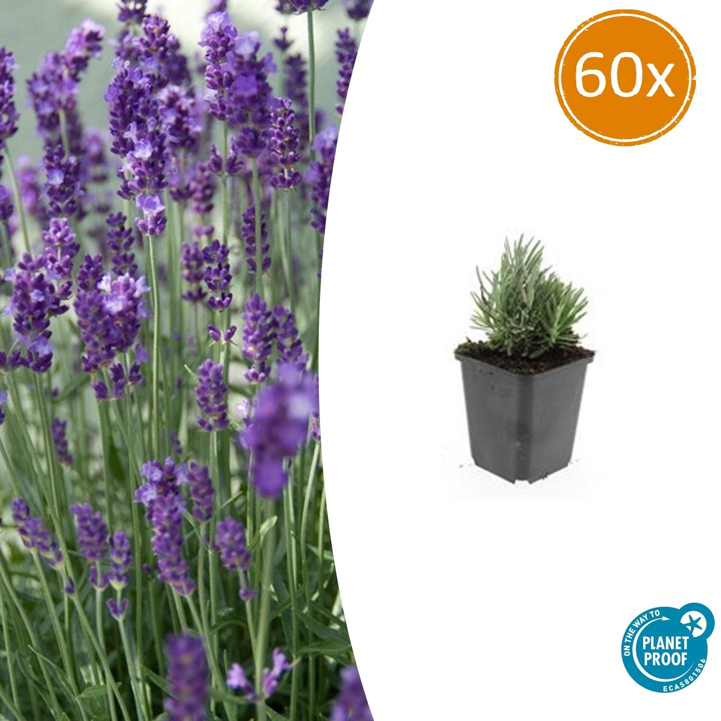 Lavendel | Lavandula angustifolia ‘Dwarf Blue’ – Geurende Lavendel