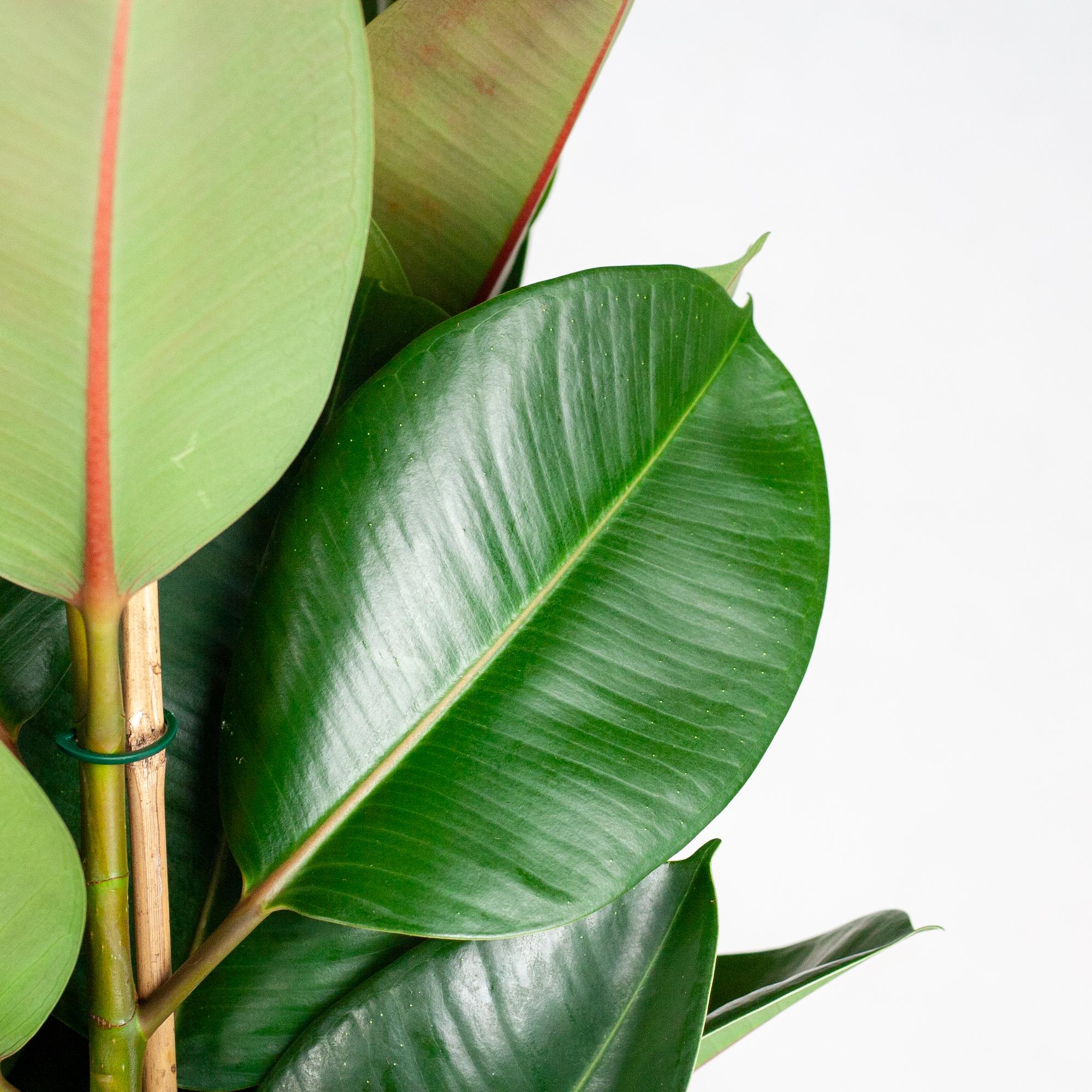 Ficus Elastica Robusta | XL met mand Torun - 90cm - Ø27
