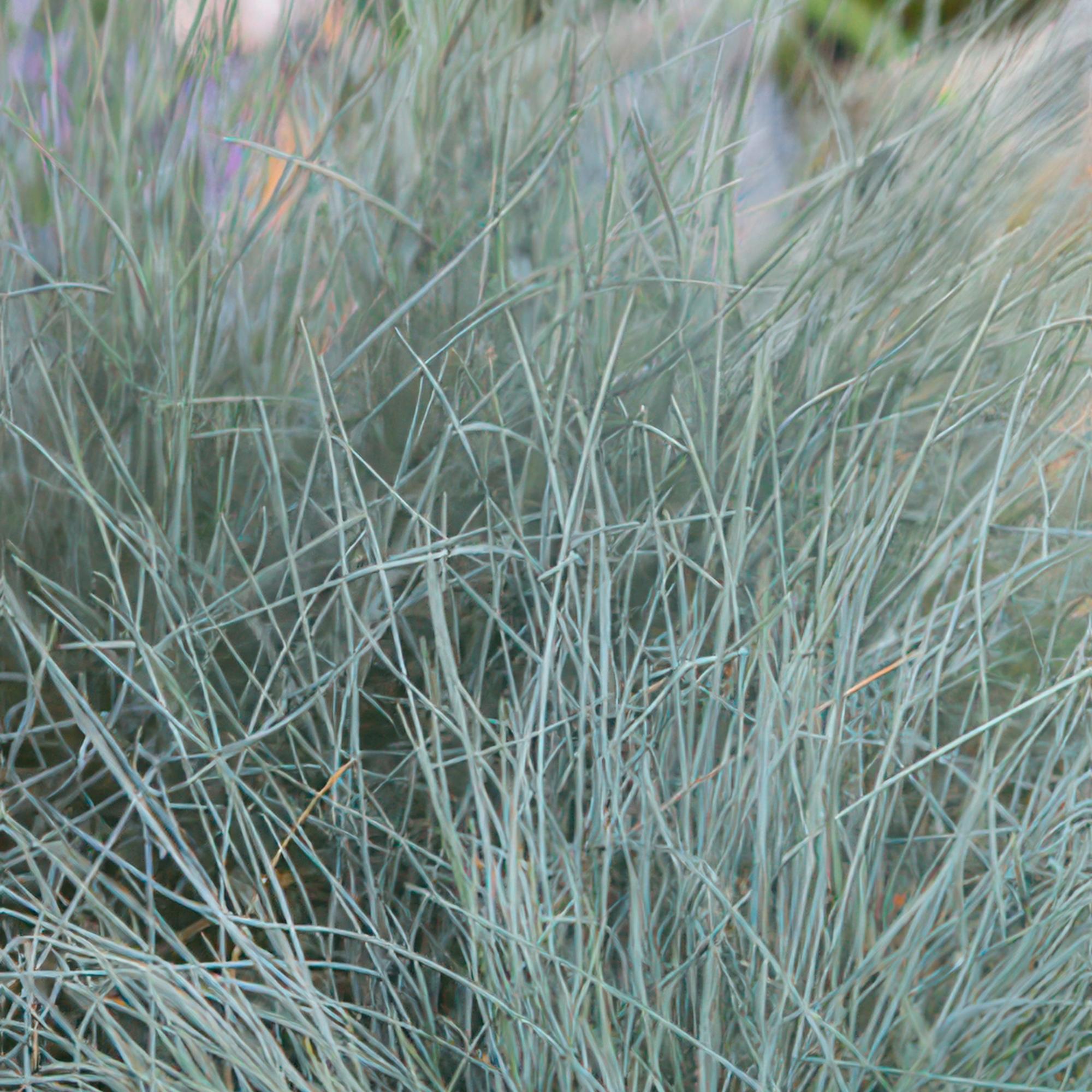 Festuca glauca 'Elijah Bleu' | Blauw siergras Ø9cm - ↕10-25cm