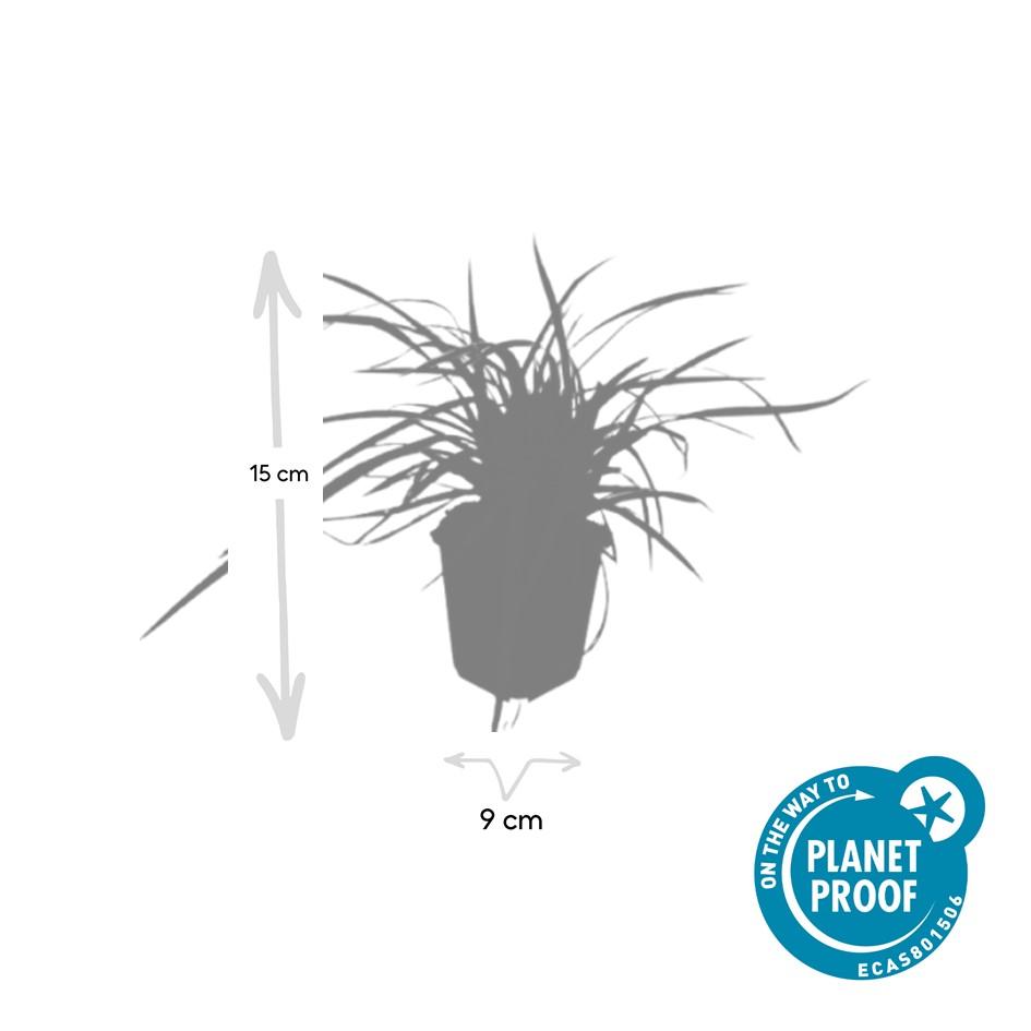 Carex morrowii 'Aureovariegata' | Compact siergras Ø9cm - ↕10-25cm
