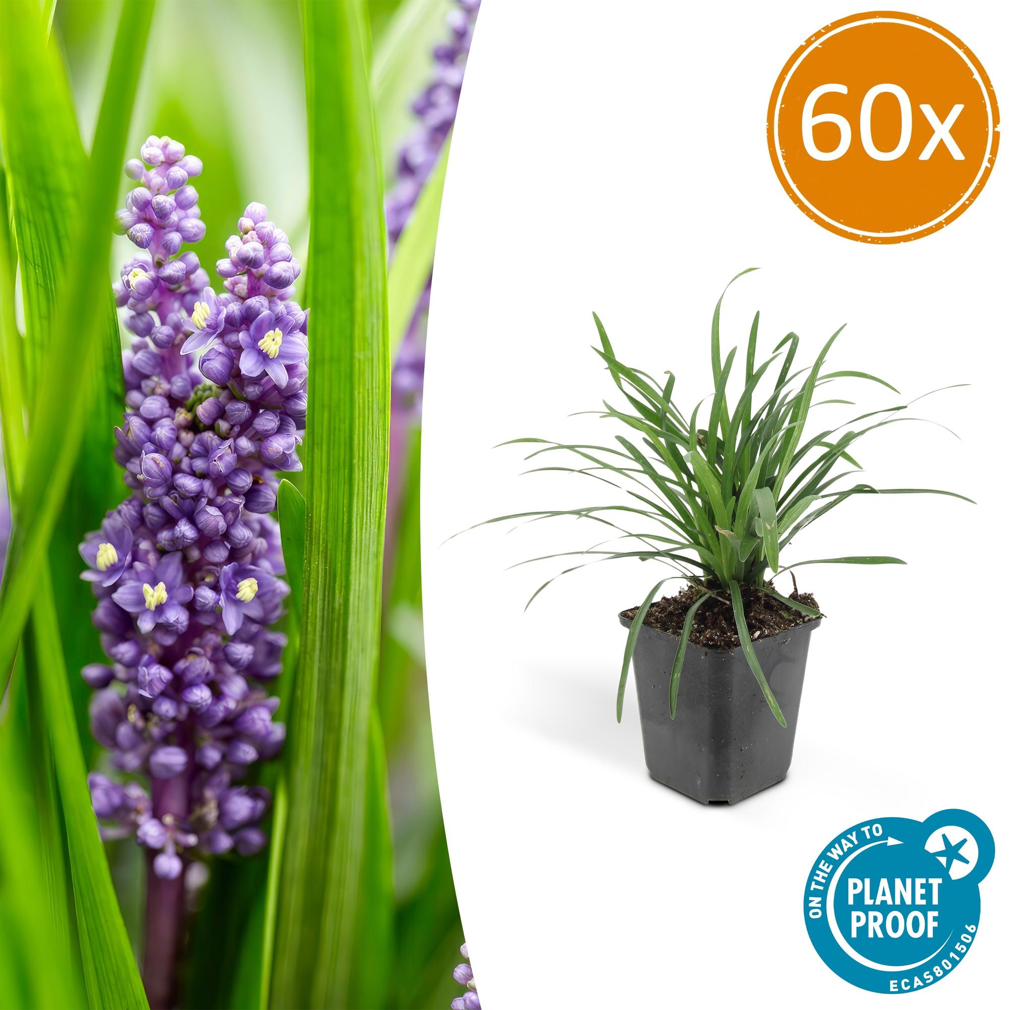 Liriope muscari 'Big Blue' | Sterke bodembedekker Ø9cm - ↕10-25cm