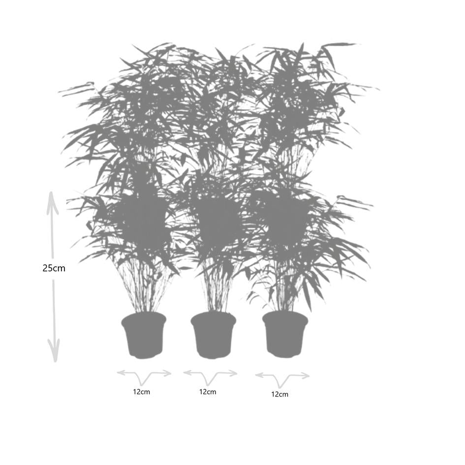 Bamboe | set van 6x Fargesia Rufa - Compacte, niet-woekerende bamboe