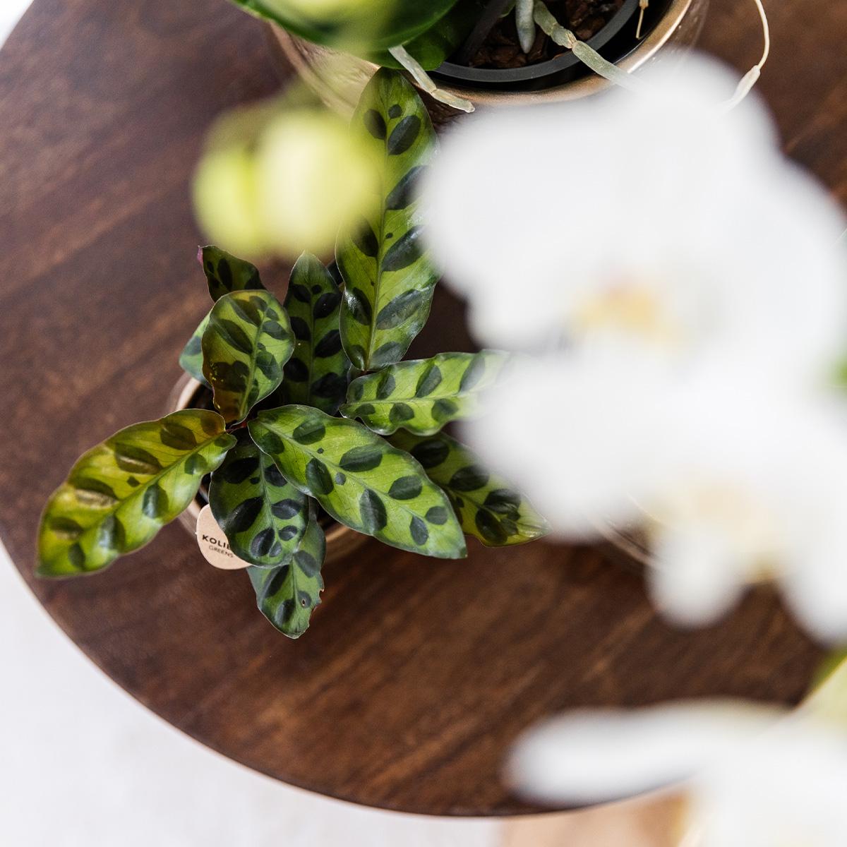 Calathea Makoyana | Compacte kamerplant Ø6cm of Ø9cm