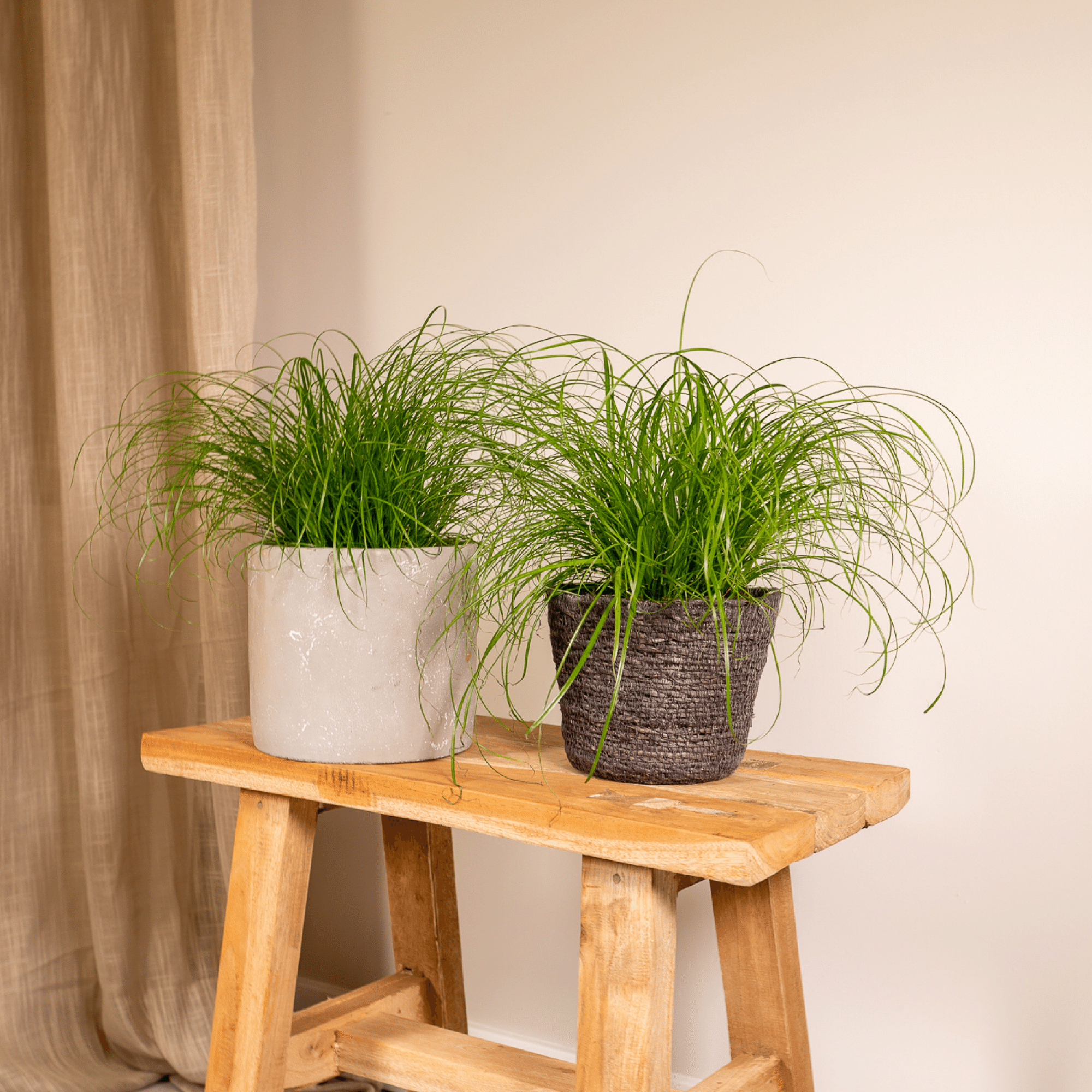 Kattengras | Cyperus Alternifolius 1, 2 of 4 stuks - Voor blije katten