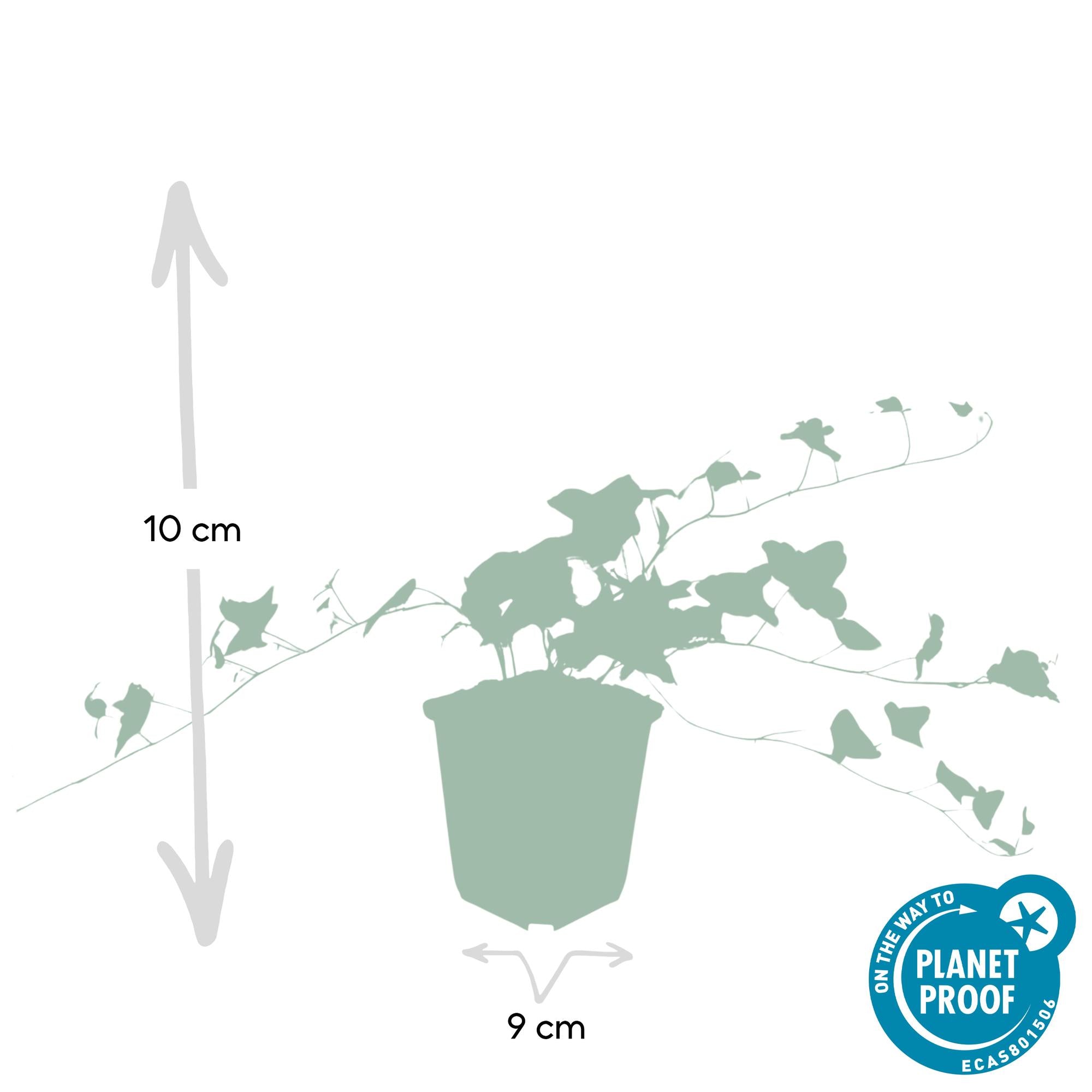 Hedera helix 'Glacier' | Bonte klimop – Ø9 cm – ↕10-25 cm