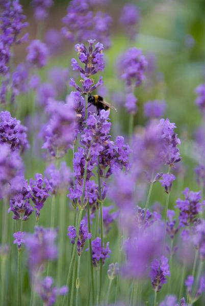 Lavendel | Lavandula angustifolia 'Munstead' – Geurende Bloemen