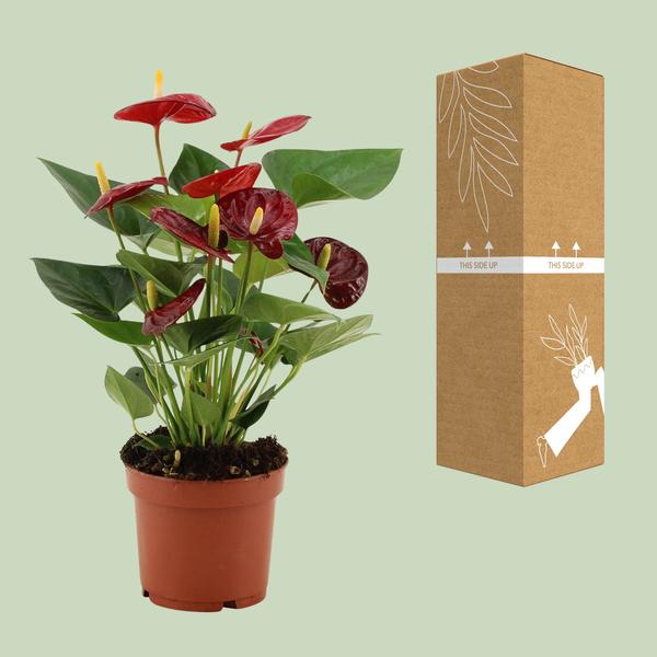 Anthurium Calon - 36 cm - Ø12 cm | Flamingobloem - Kamerplant