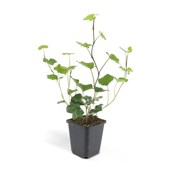 Hedera Hibernica | De ideale klimop voor elke tuin