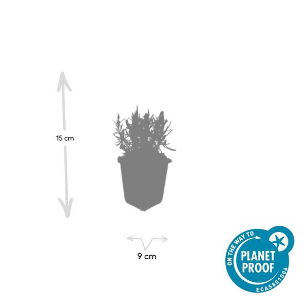 Lavendel | Lavandula angustifolia 'Munstead' – Geurende Bloemen