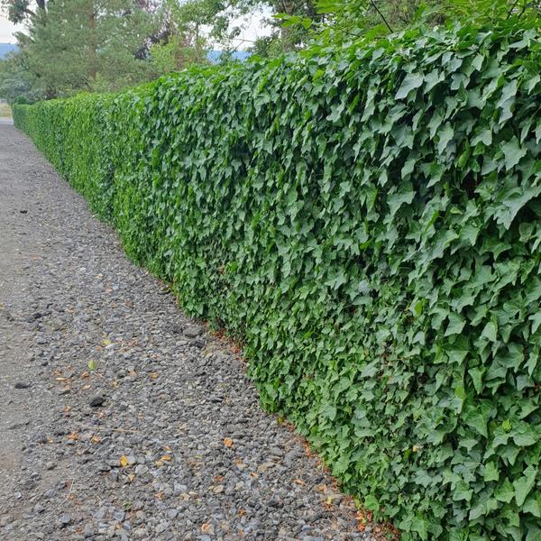 Hedera Hibernica | De ideale klimop voor elke tuin