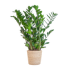Zamioculcas Zamiifolia in Sofia mand naturel - 80cm - Ø21 cm | Robuuste ZZ-plant