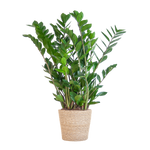 Zamioculcas Zamiifolia in Sofia mand naturel - 80cm - Ø21 cm | Robuuste ZZ-plant